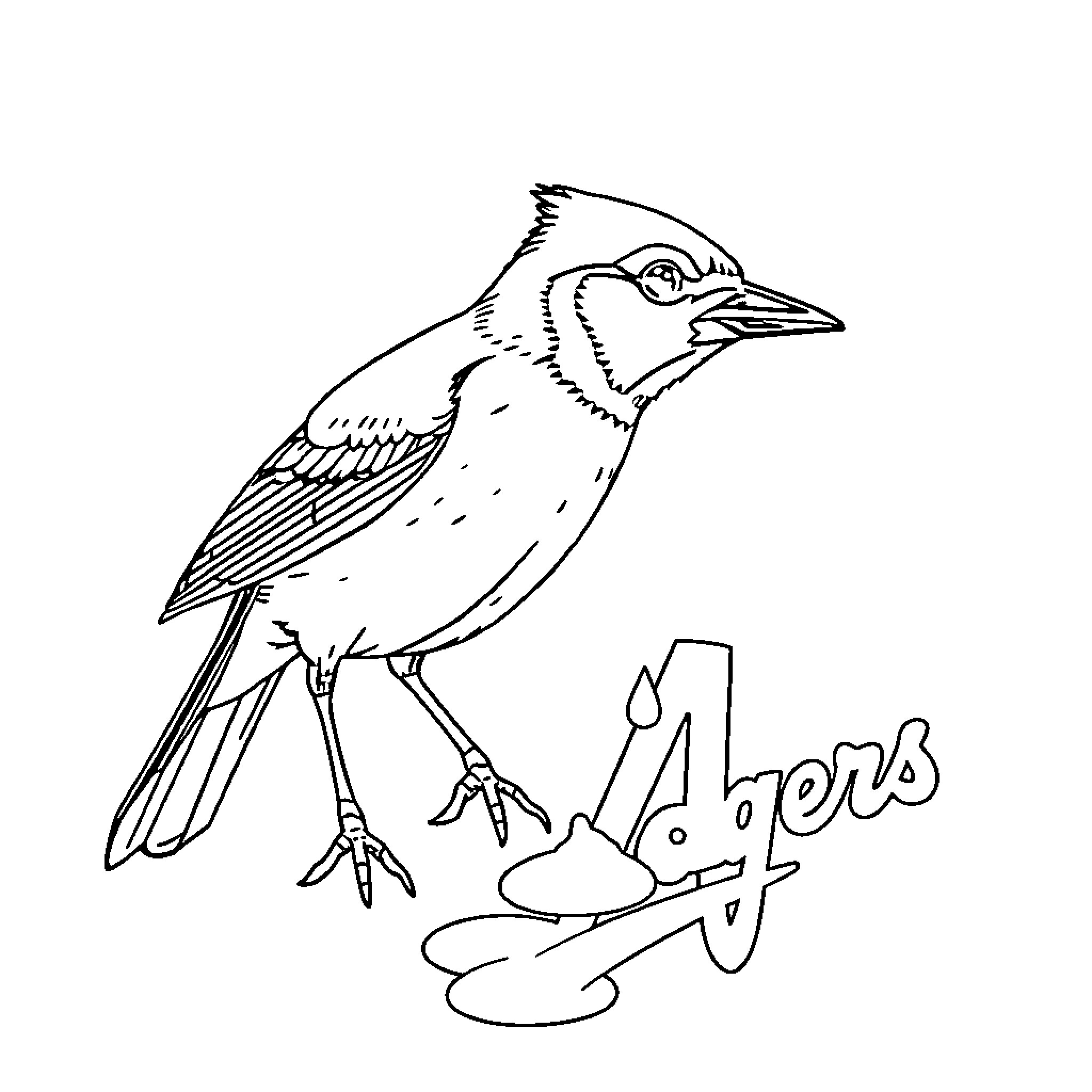Blue Jay soaring gracefully on the branch Coloring Page (free black-and-white line drawing printable PDF for all, from beginners to advanced learners, including children, teens, adults, and seniors)