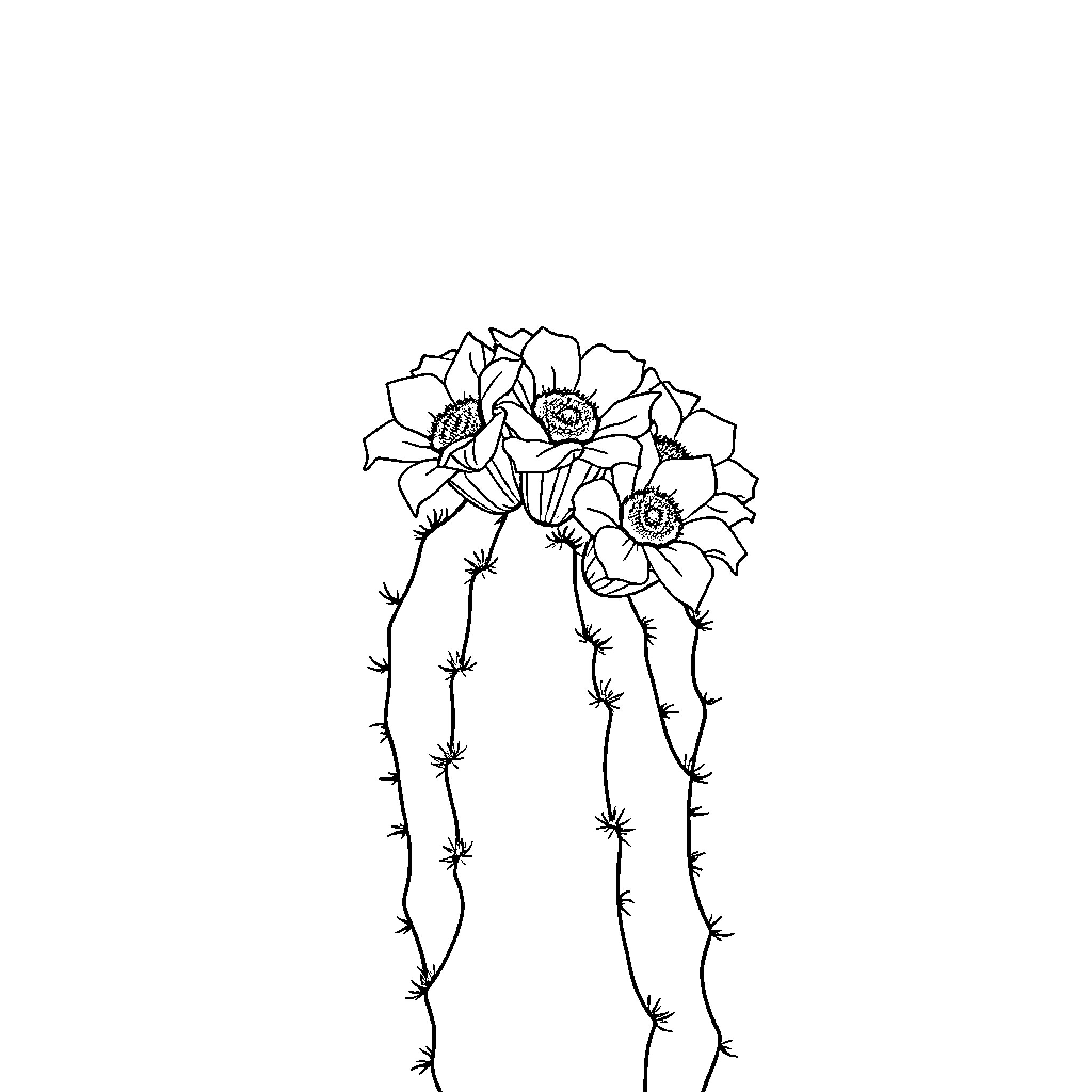 Cactus with blooming flowers Coloring Page (free black-and-white line drawing printable PDF for all, from beginners to advanced learners, including children, teens, adults, and seniors)