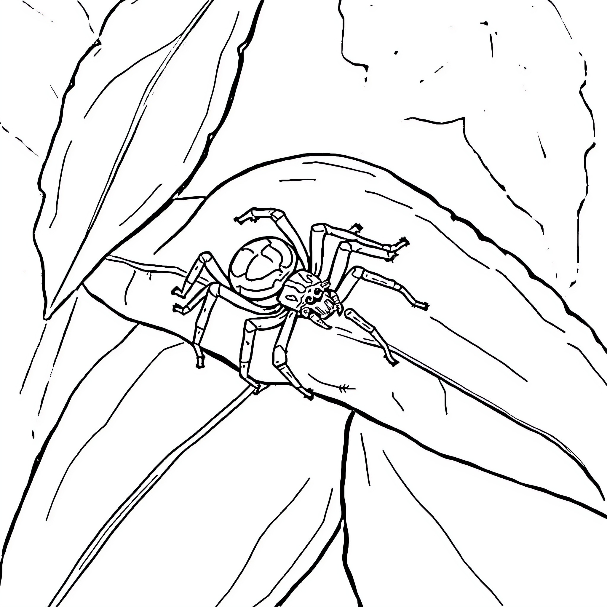 Spider climbing cautiously on a leaf Coloring Page (free black-and-white line drawing printable PDF for all, from beginners to advanced learners, including children, teens, adults, and seniors)