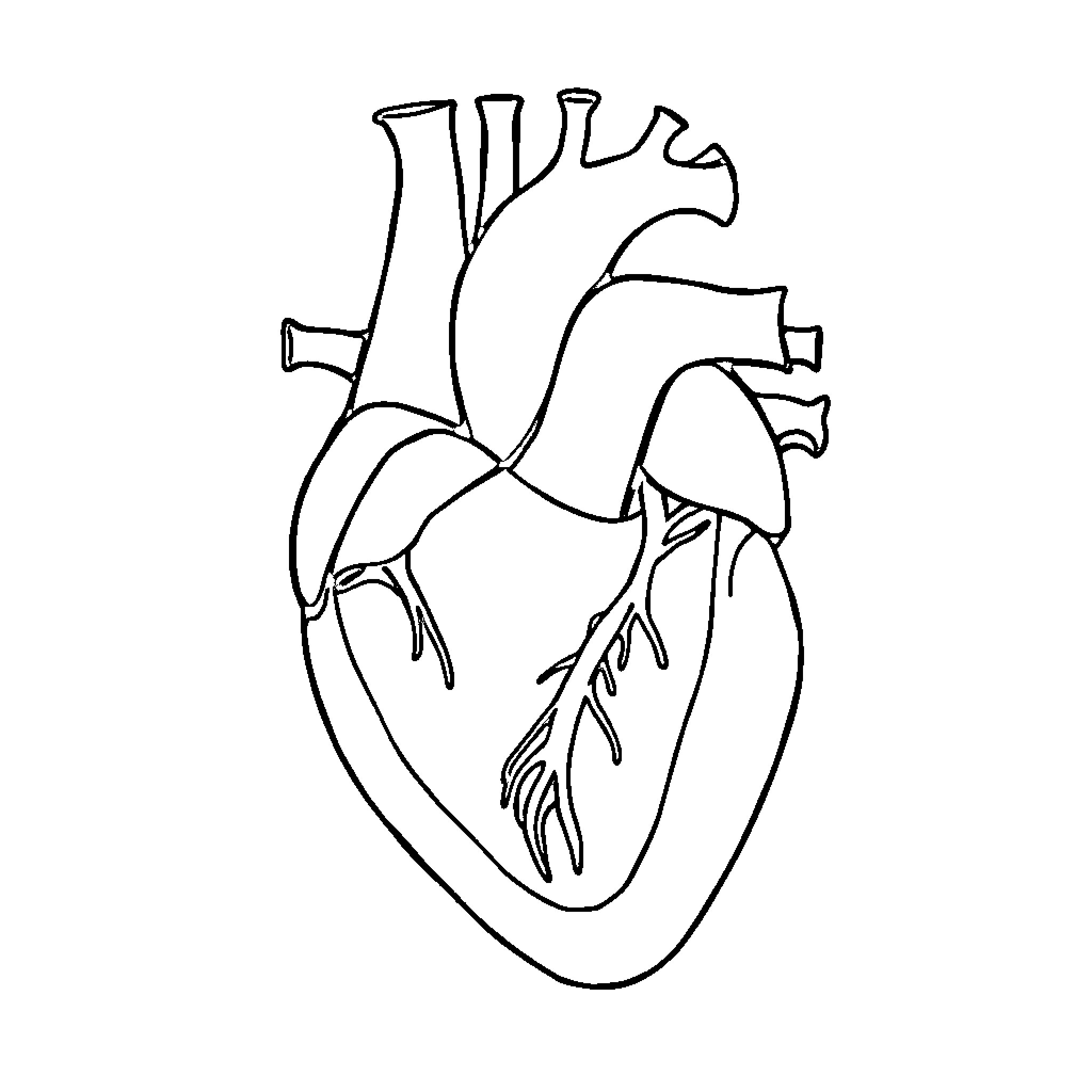 Heart anatomy outlined in black and white Coloring Page (free black-and-white line drawing printable PDF for all, from beginners to advanced learners, including children, teens, adults, and seniors)