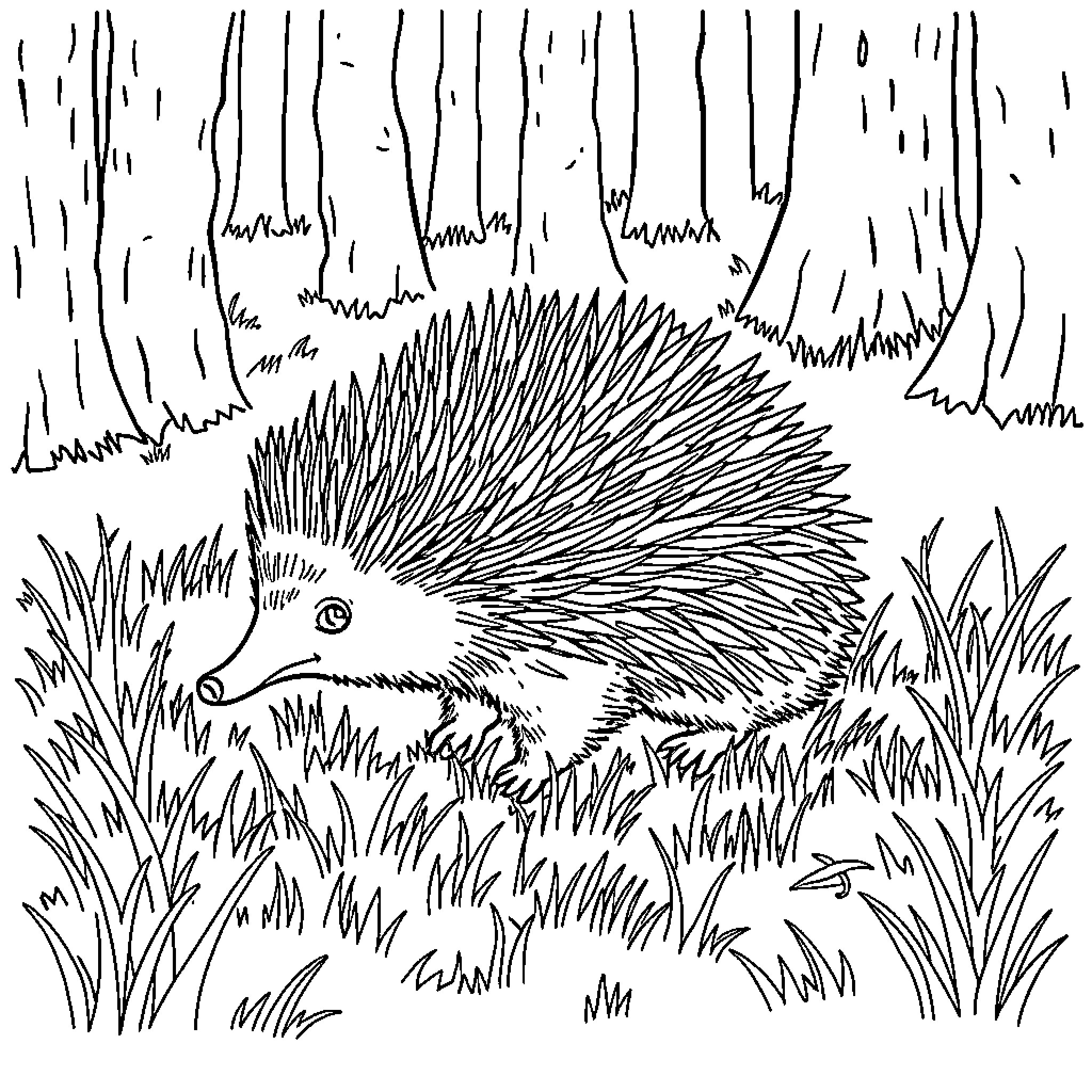 Echidna exploring the grassy undergrowth Coloring Page (free black-and-white line drawing printable PDF for all, from beginners to advanced learners, including children, teens, adults, and seniors)