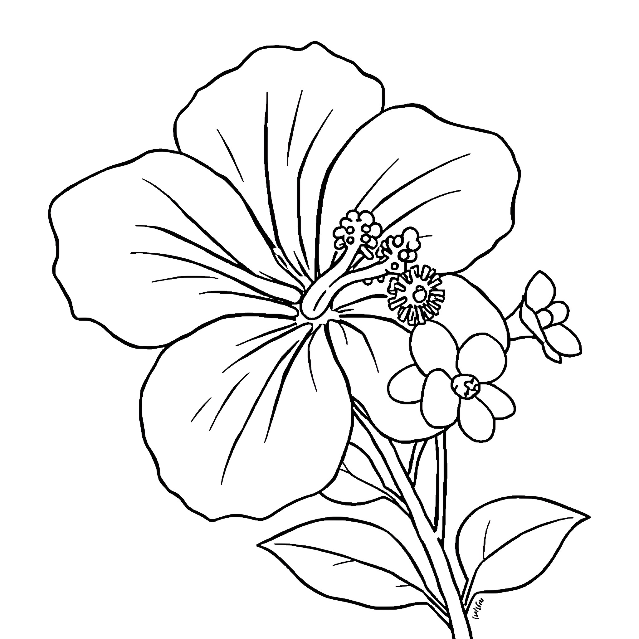 Hibiscus flower with delicate petals and blooming details Coloring Page (free black-and-white line drawing printable PDF for all, from beginners to advanced learners, including children, teens, adults, and seniors)