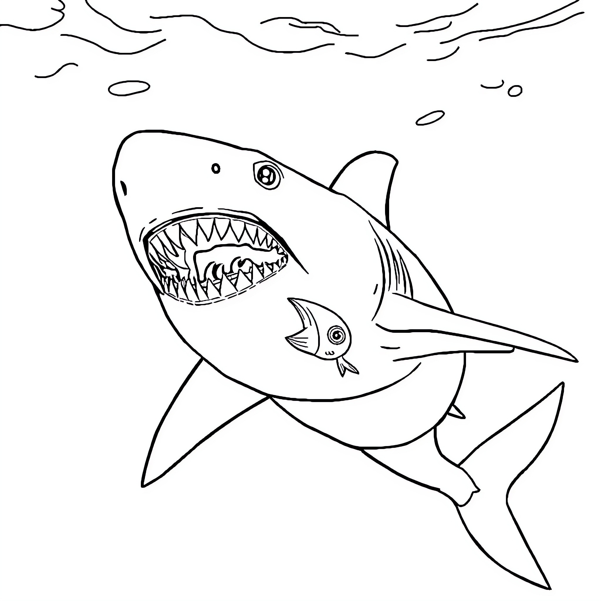 Shark attacking a smaller fish Coloring Page (free black-and-white line drawing printable PDF for all, from beginners to advanced learners, including children, teens, adults, and seniors)