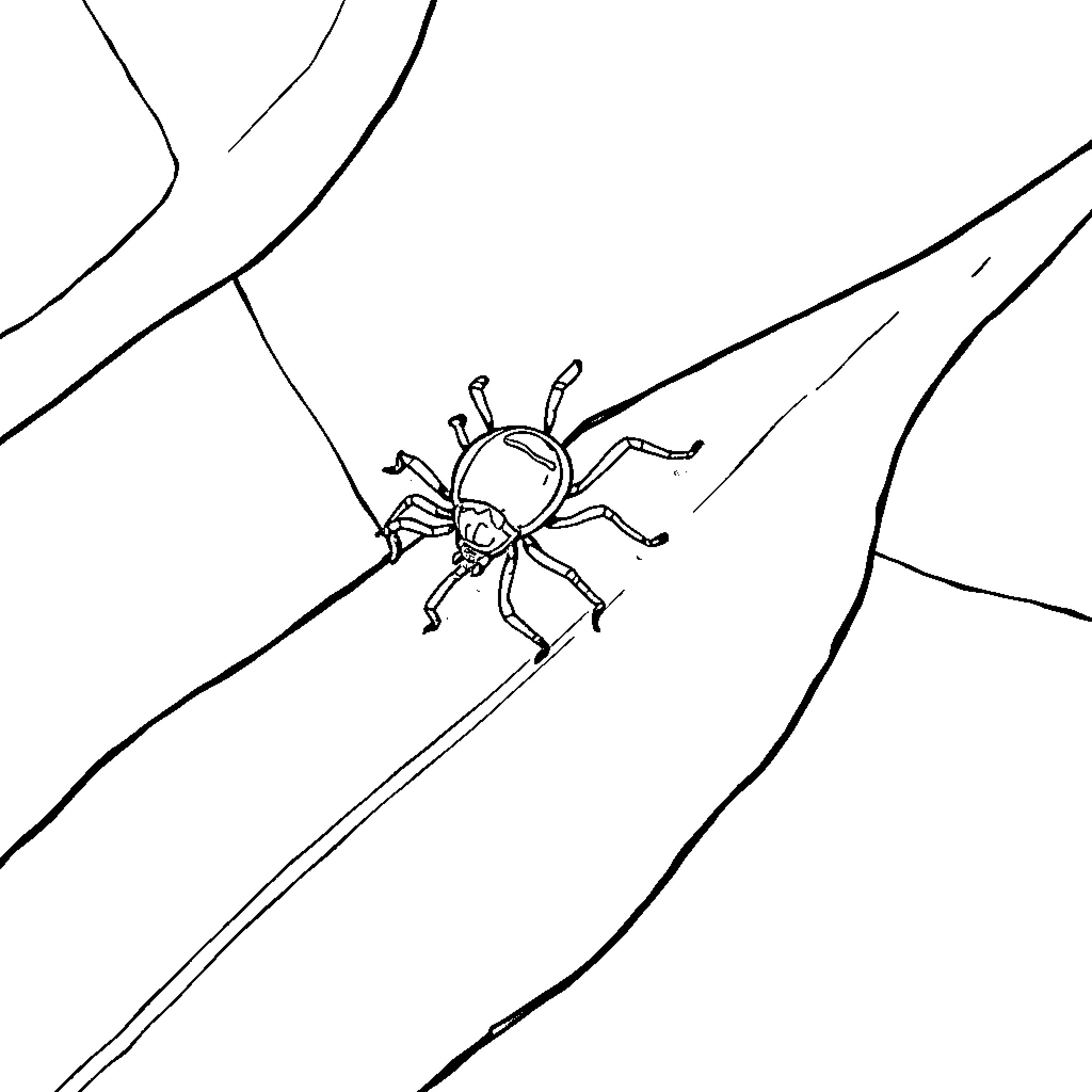 Tick scurrying across intricate web Coloring Page (free black-and-white line drawing printable PDF for all, from beginners to advanced learners, including children, teens, adults, and seniors)