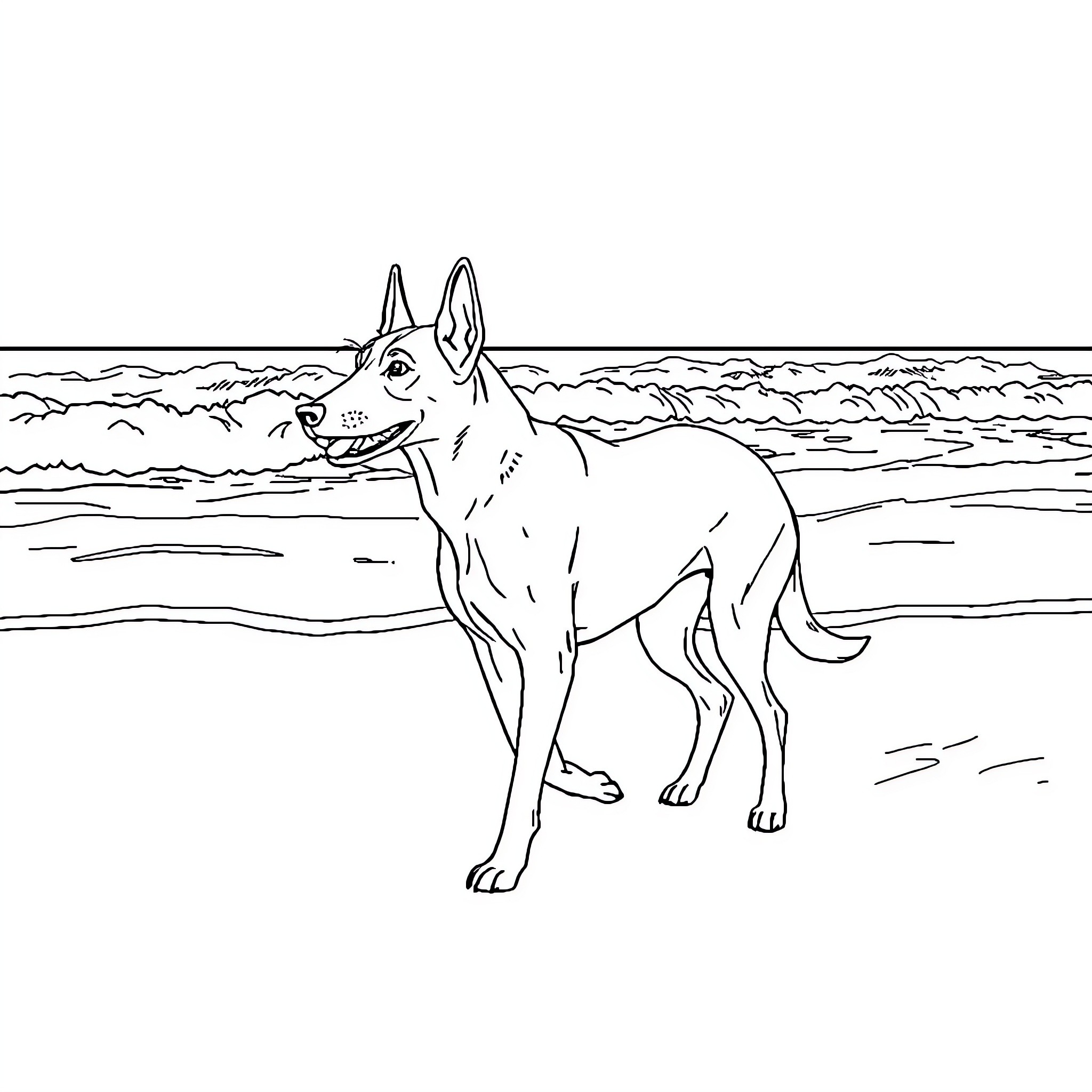 Malinois exploring the beach Coloring Page (free black-and-white line drawing printable PDF for all, from beginners to advanced learners, including children, teens, adults, and seniors)