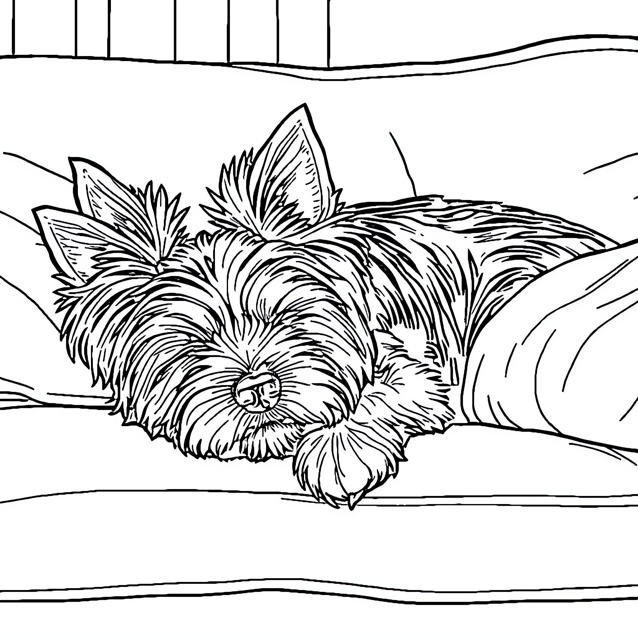 Yorkie relaxing peacefully on the couch Coloring Page (free black-and-white line drawing printable PDF for all, from beginners to advanced learners, including children, teens, adults, and seniors)