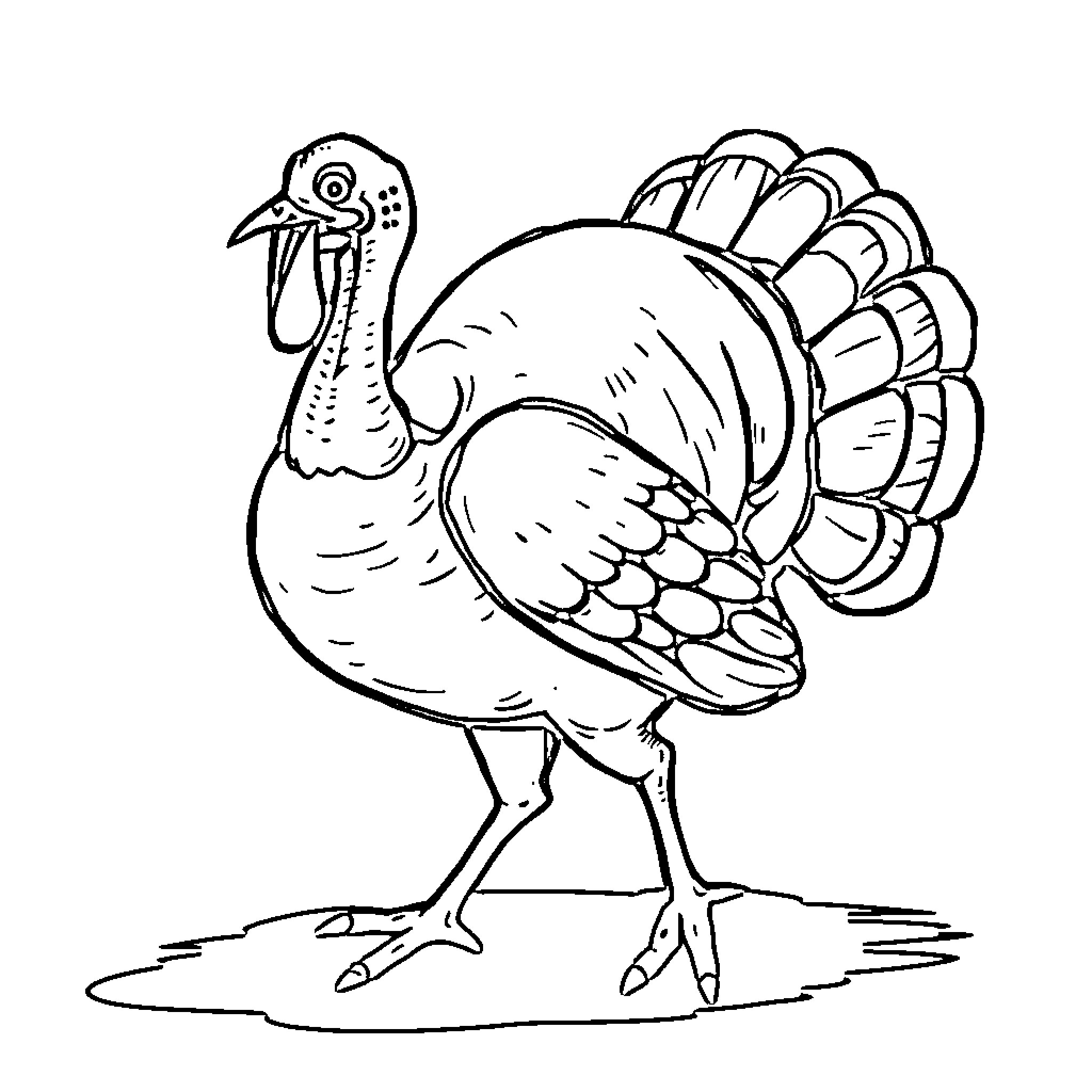 Turkey Thanksgiving bird in simple line drawing Coloring Page (free black-and-white line drawing printable PDF for all, from beginners to advanced learners, including children, teens, adults, and seniors)