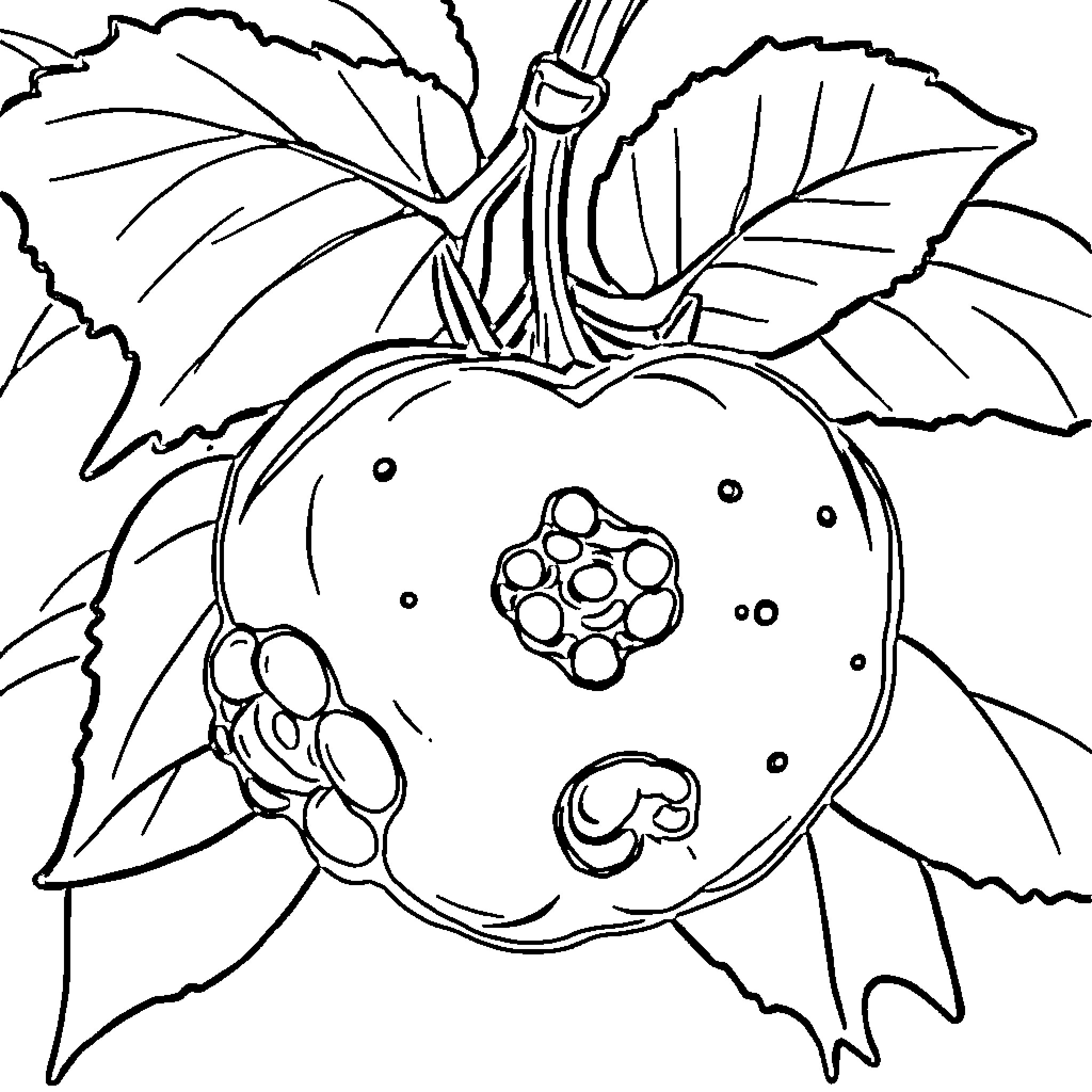 Berry with detailed leaves and patterns Coloring Page (free black-and-white line drawing printable PDF for all, from beginners to advanced learners, including children, teens, adults, and seniors)