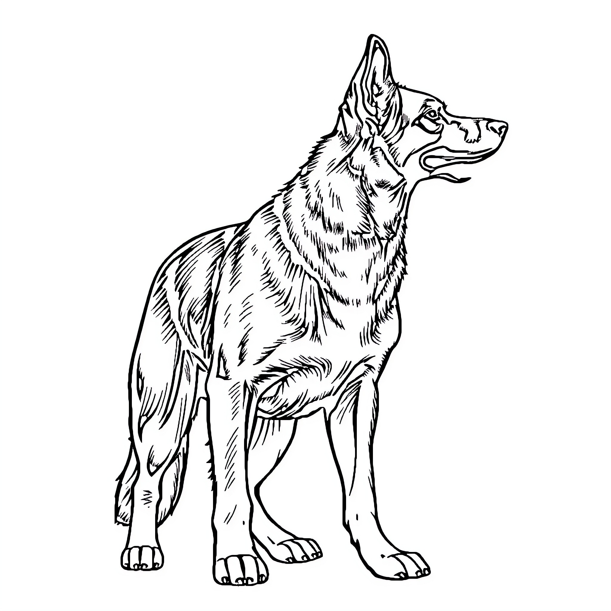 German Shepherd standing tall and alert Coloring Page (free black-and-white line drawing printable PDF for all, from beginners to advanced learners, including children, teens, adults, and seniors)
