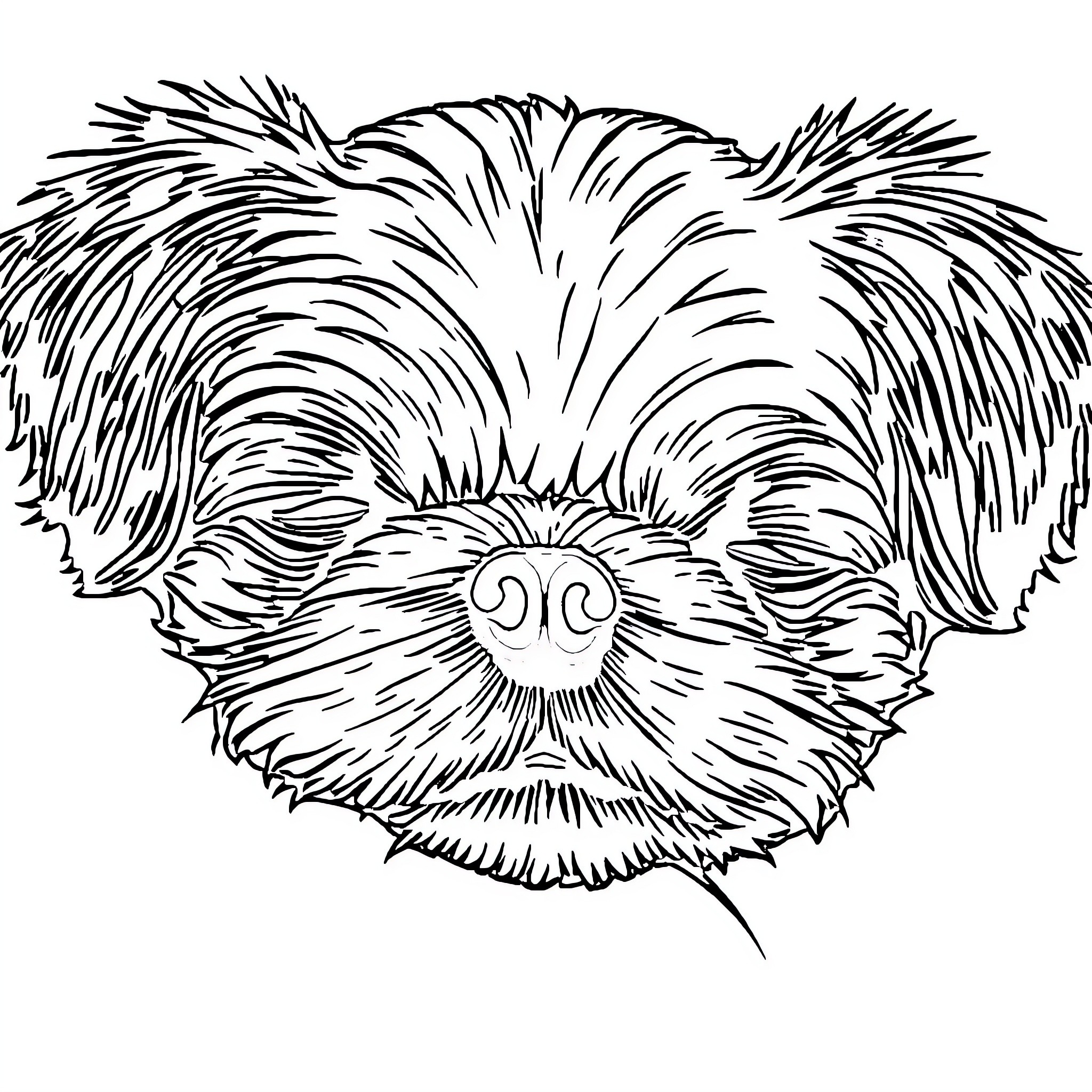 Shih Tzu with playful expression Coloring Page (free black-and-white line drawing printable PDF for all, from beginners to advanced learners, including children, teens, adults, and seniors)