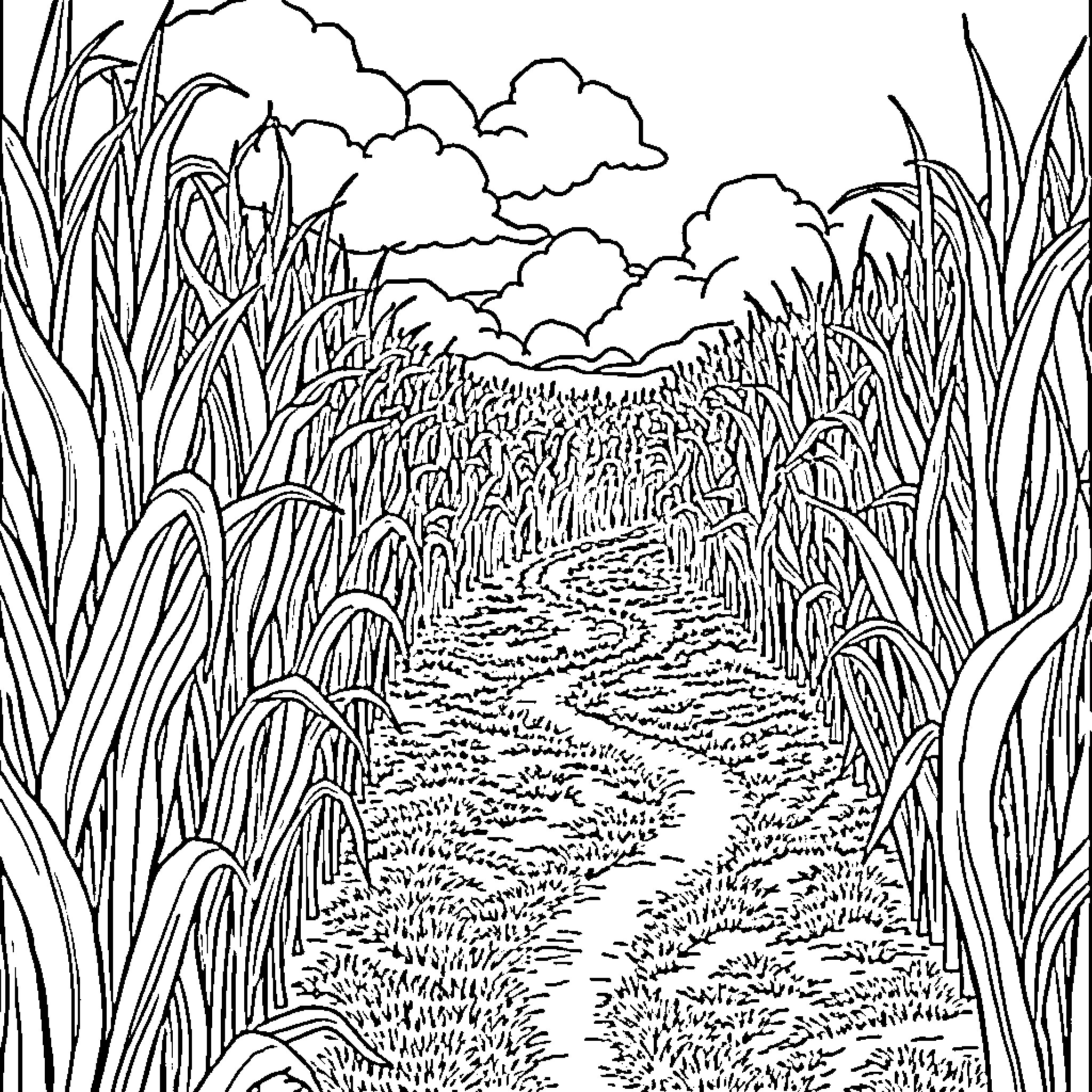 Corn field path through lush vegetation Coloring Page (free black-and-white line drawing printable PDF for all, from beginners to advanced learners, including children, teens, adults, and seniors)