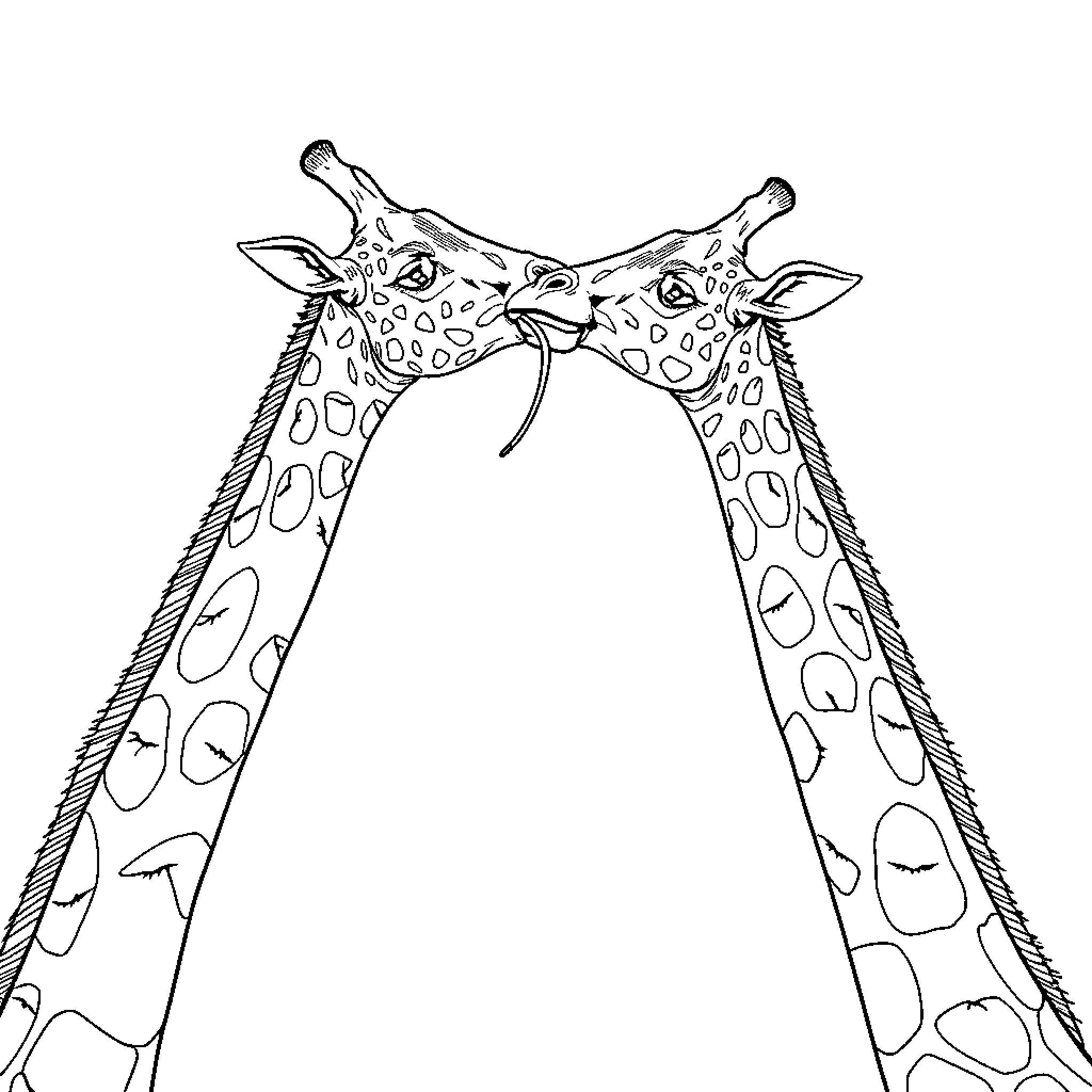 Giraffe couple affectionately intertwined Coloring Page (free black-and-white line drawing printable PDF for all, from beginners to advanced learners, including children, teens, adults, and seniors)