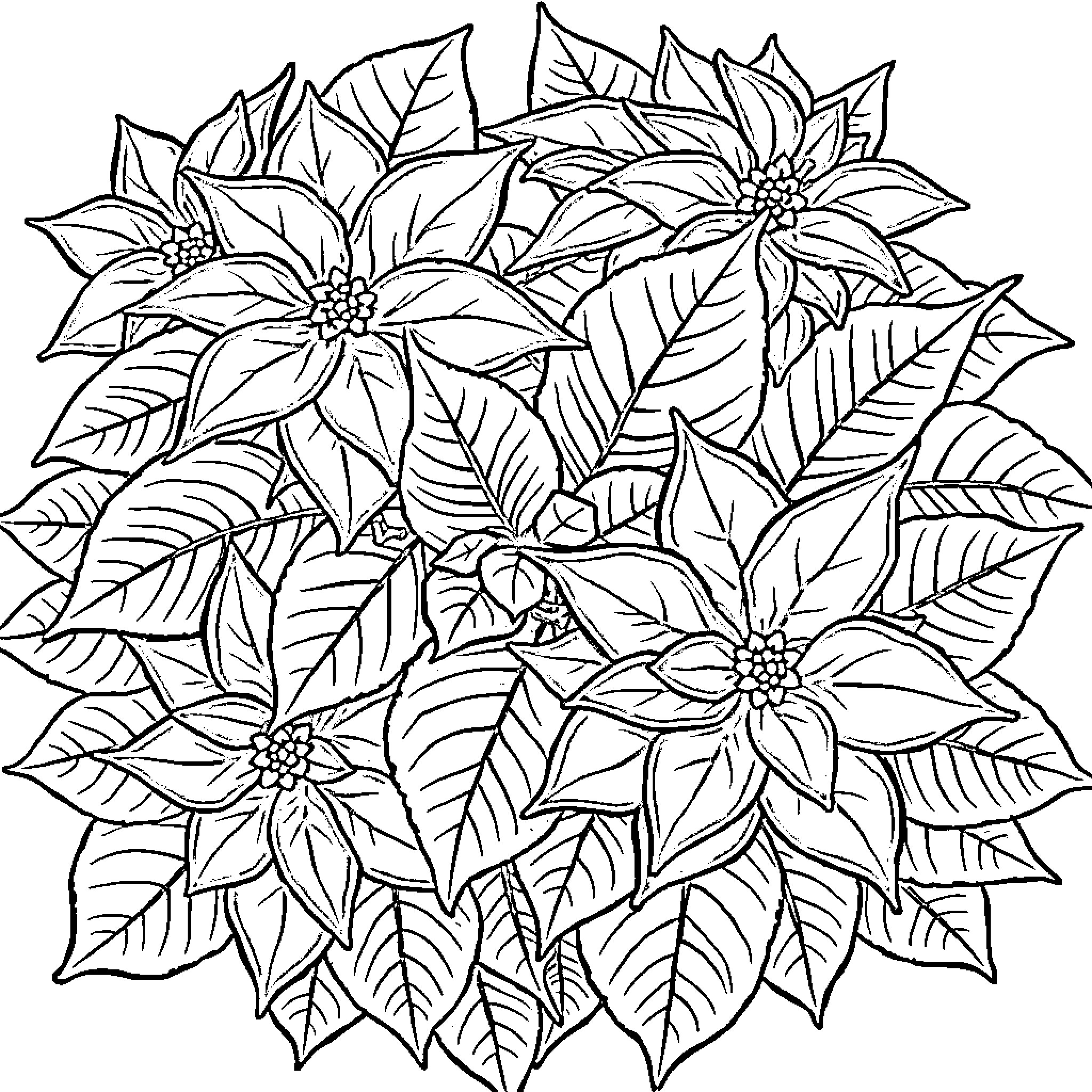 Poinsettia flowers blooming in abundance Coloring Page (free black-and-white line drawing printable PDF for all, from beginners to advanced learners, including children, teens, adults, and seniors)