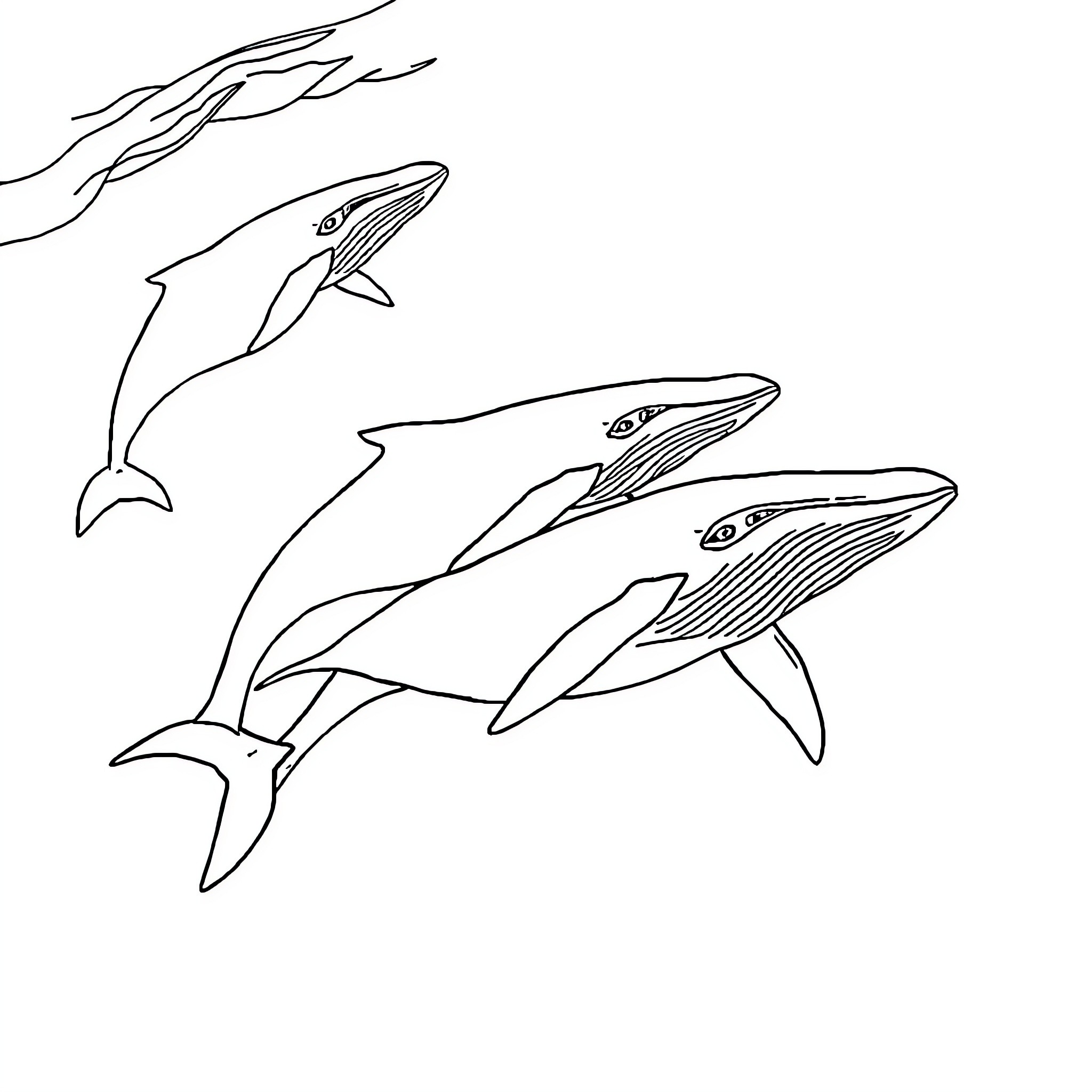 Whale School Swims Together in the Ocean Coloring Page (free black-and-white line drawing printable PDF for all, from beginners to advanced learners, including children, teens, adults, and seniors)