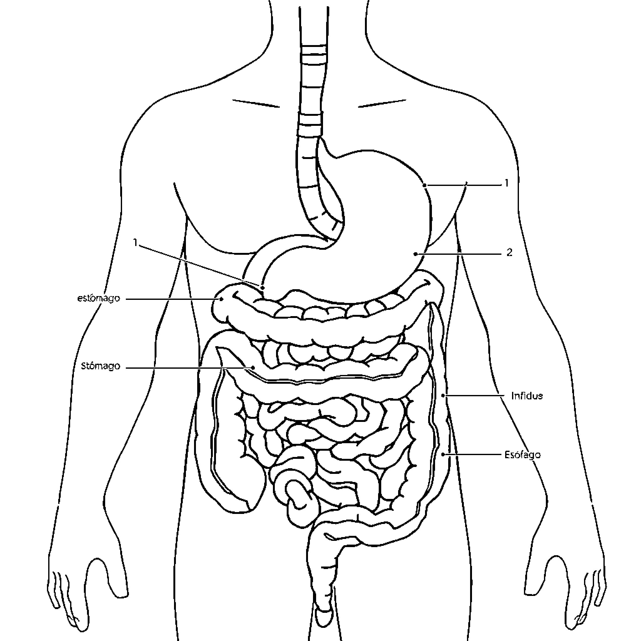 Sistema Digestivo Diagram of Internal Organs Coloring Page (free black-and-white line drawing printable PDF for all, from beginners to advanced learners, including children, teens, adults, and seniors)