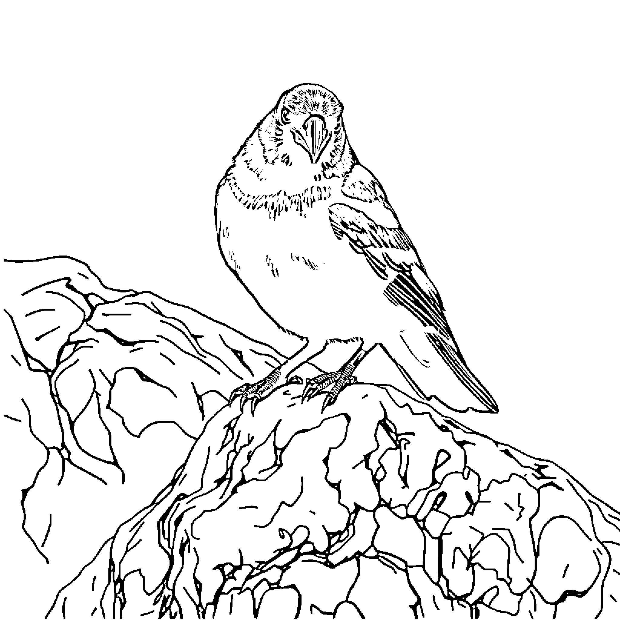Crow perched on a rocky outcrop Coloring Page (free black-and-white line drawing printable PDF for all, from beginners to advanced learners, including children, teens, adults, and seniors)
