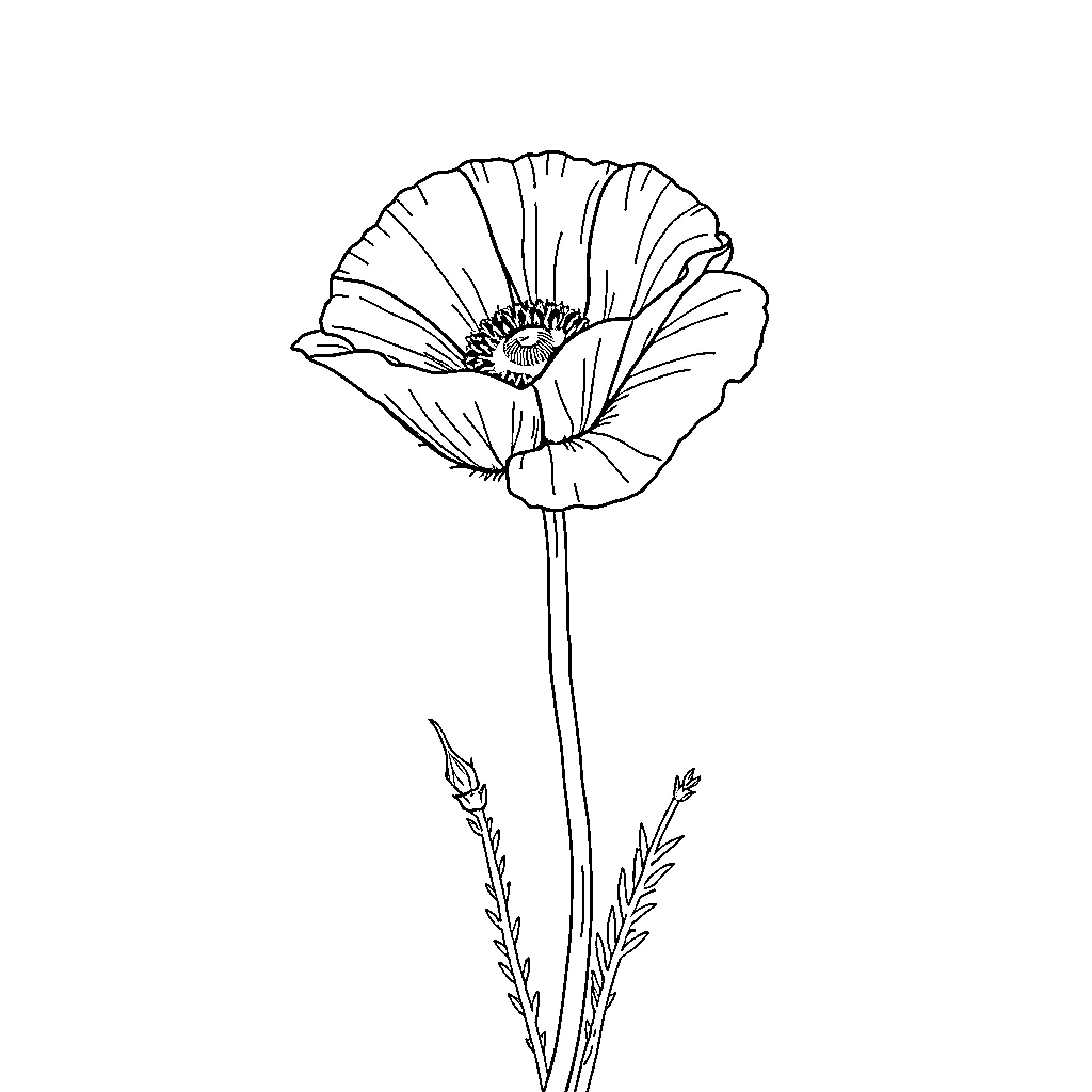 Poppy flower in delicate outline Coloring Page (free black-and-white line drawing printable PDF for all, from beginners to advanced learners, including children, teens, adults, and seniors)