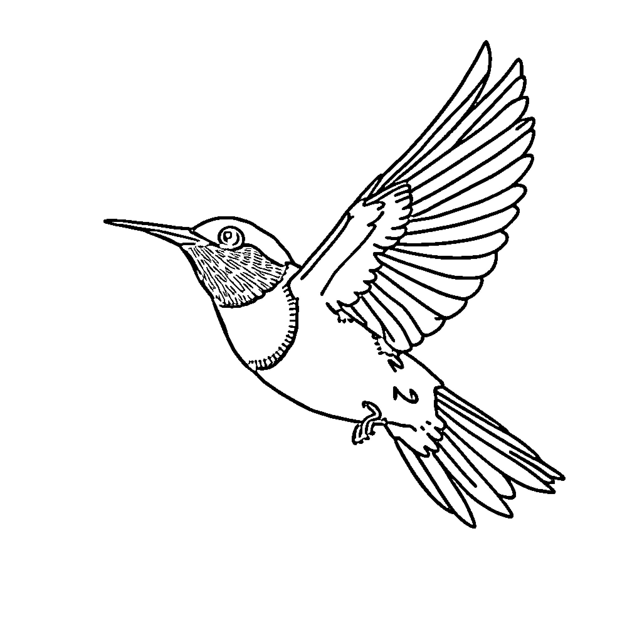 Bird in flight with wings spread Coloring Page (free black-and-white line drawing printable PDF for all, from beginners to advanced learners, including children, teens, adults, and seniors)