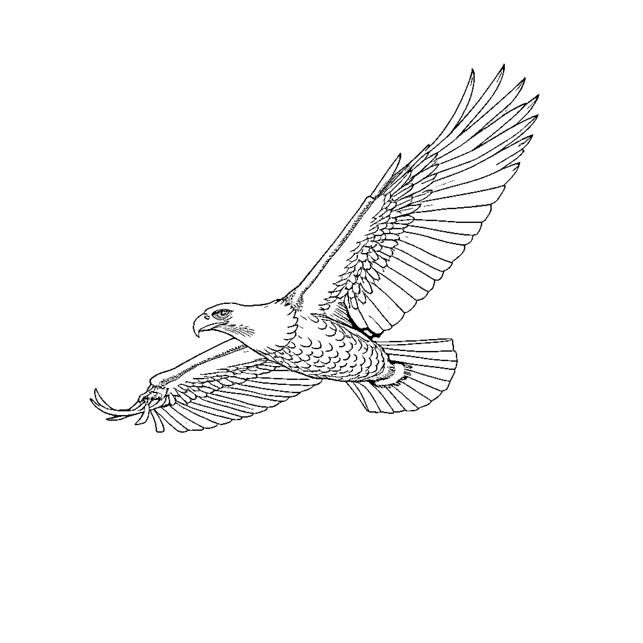 Eagle soaring gracefully in the air Coloring Page (free black-and-white line drawing printable PDF for all, from beginners to advanced learners, including children, teens, adults, and seniors)