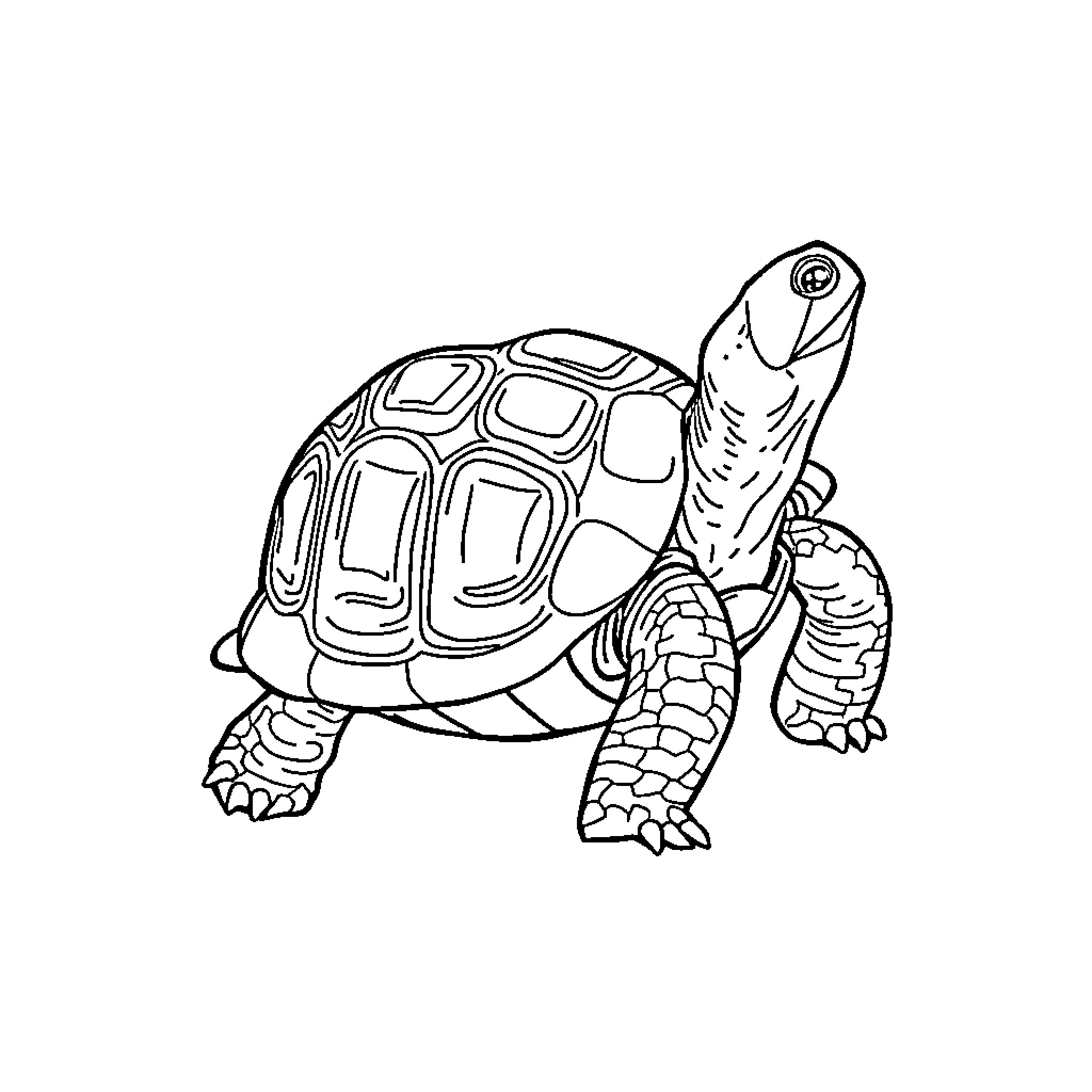 Turtle resting on a surface Coloring Page (free black-and-white line drawing printable PDF for all, from beginners to advanced learners, including children, teens, adults, and seniors)
