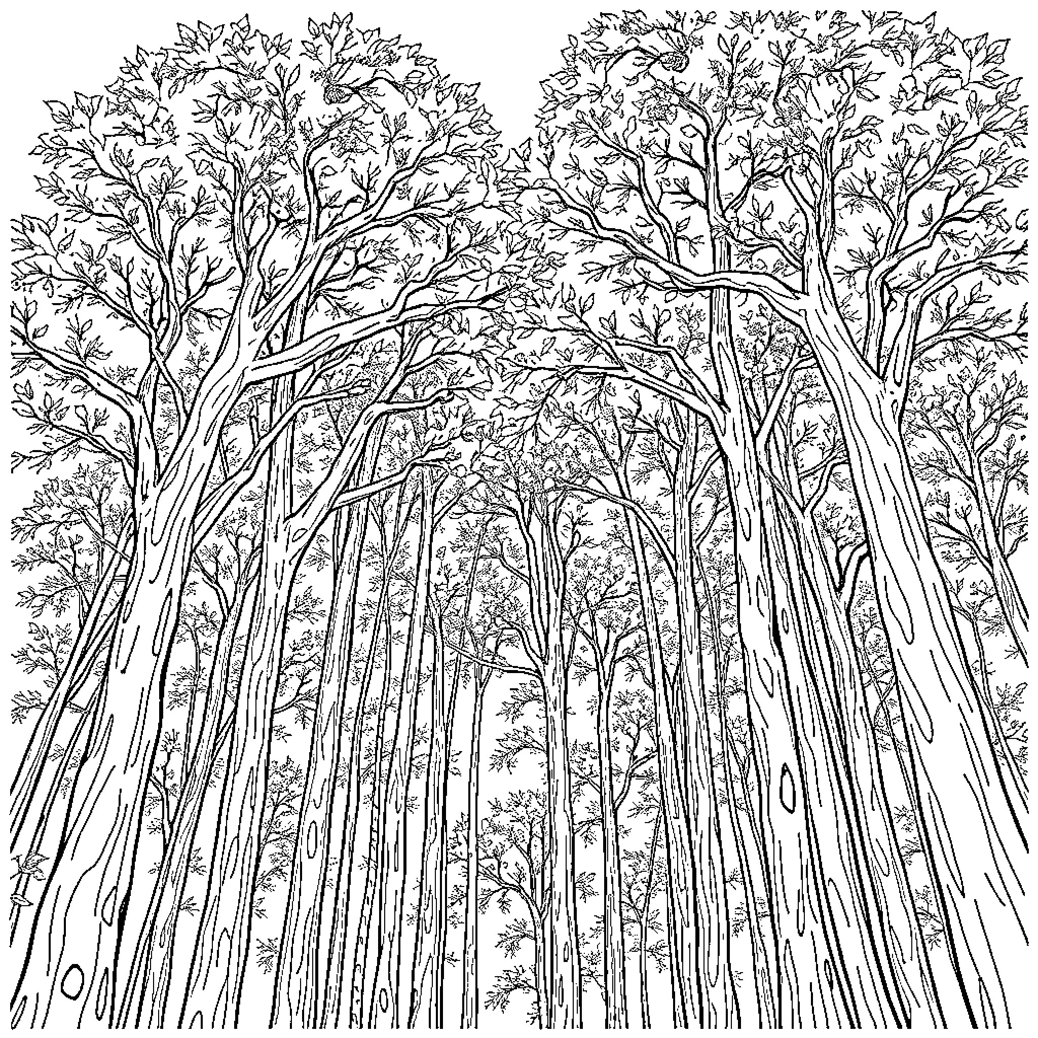 Tree-filled forest with intricate branches and leaves Coloring Page (free black-and-white line drawing printable PDF for all, from beginners to advanced learners, including children, teens, adults, and seniors)