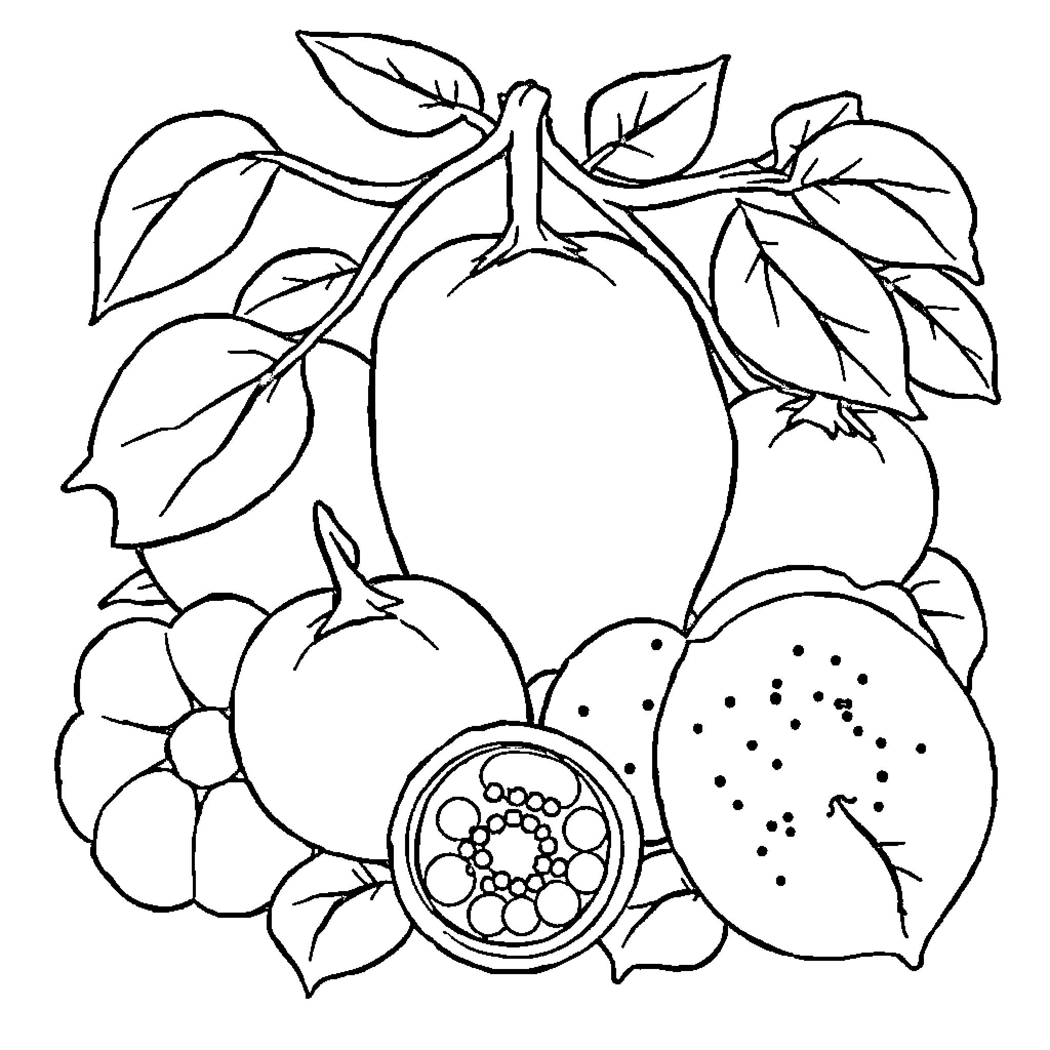 Fruit displayed with leaves and flowers Coloring Page (free black-and-white line drawing printable PDF for all, from beginners to advanced learners, including children, teens, adults, and seniors)