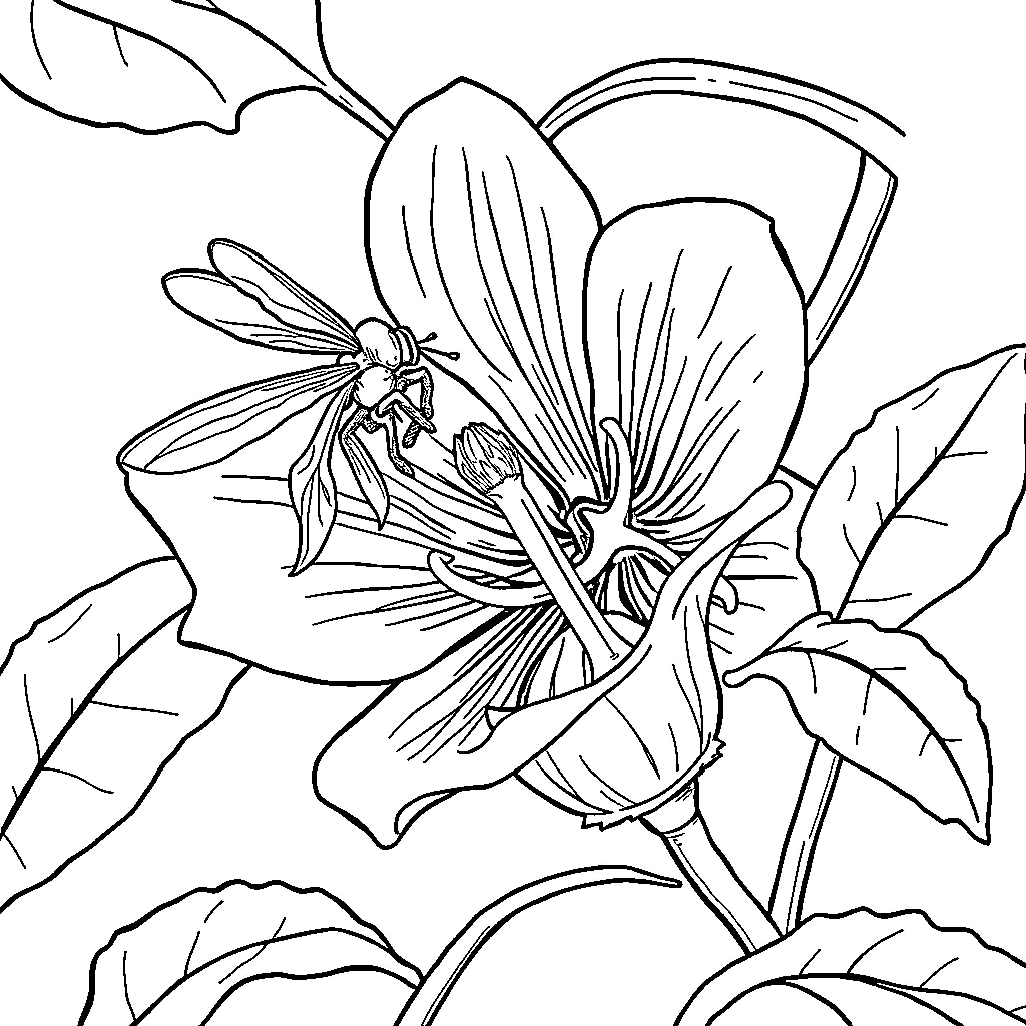 Fertilization of a detailed botanical flower Coloring Page (free black-and-white line drawing printable PDF for all, from beginners to advanced learners, including children, teens, adults, and seniors)