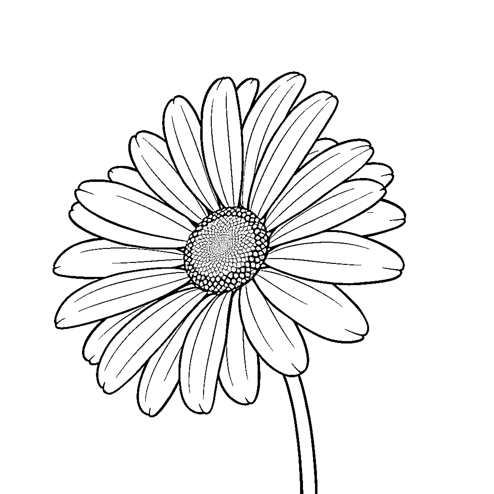 Daisy blossoming with delicate petals Coloring Page (free black-and-white line drawing printable PDF for all, from beginners to advanced learners, including children, teens, adults, and seniors)