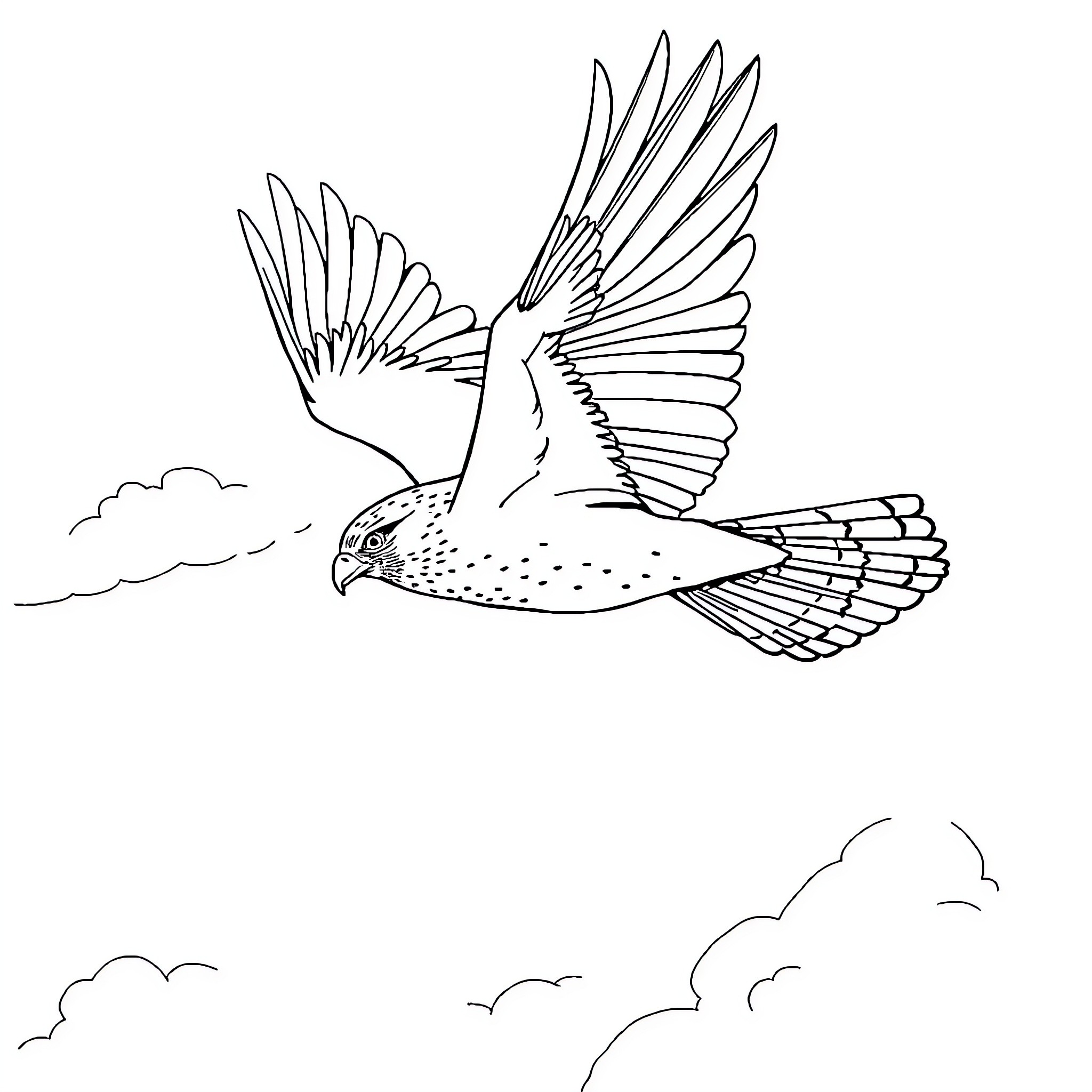 Falcon soaring through the clouds Coloring Page (free black-and-white line drawing printable PDF for all, from beginners to advanced learners, including children, teens, adults, and seniors)