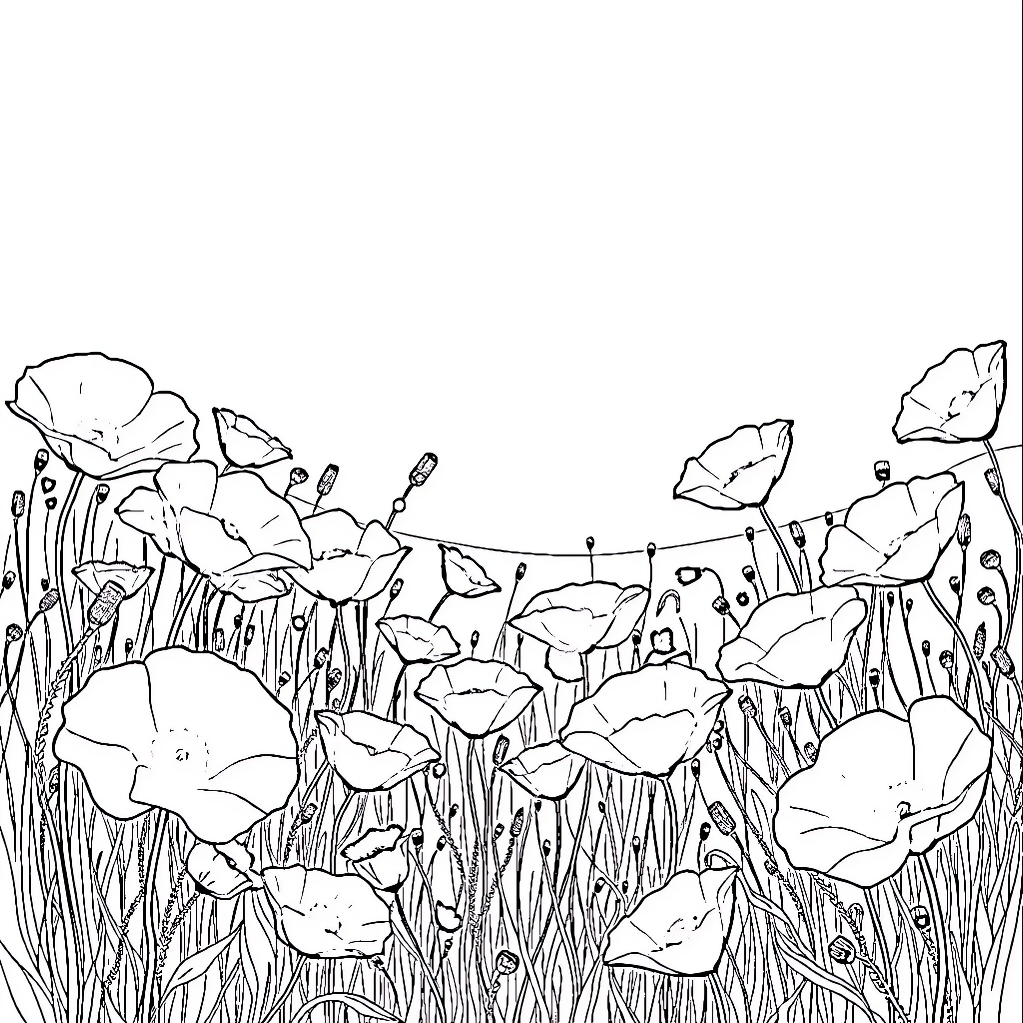 Poppy flowers blooming in a field Coloring Page (free black-and-white line drawing printable PDF for all, from beginners to advanced learners, including children, teens, adults, and seniors)