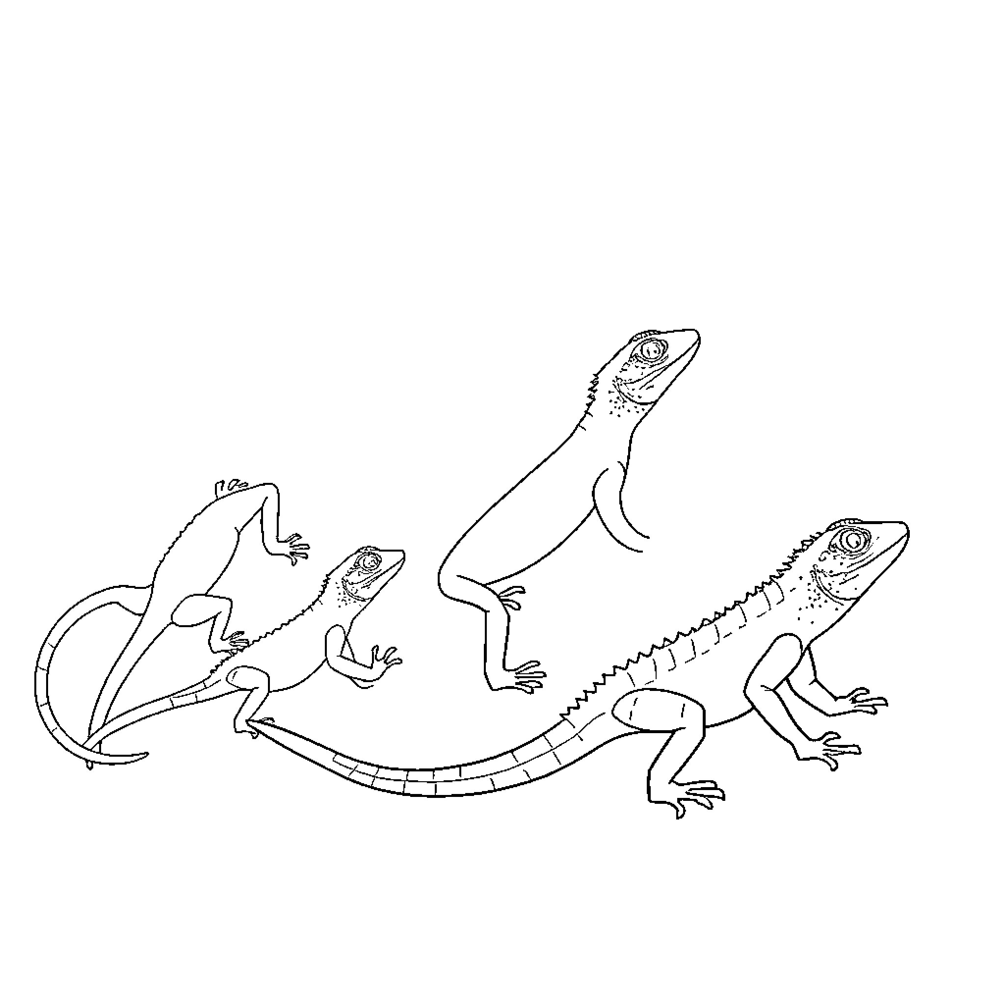 Lizard family playing and interacting Coloring Page (free black-and-white line drawing printable PDF for all, from beginners to advanced learners, including children, teens, adults, and seniors)