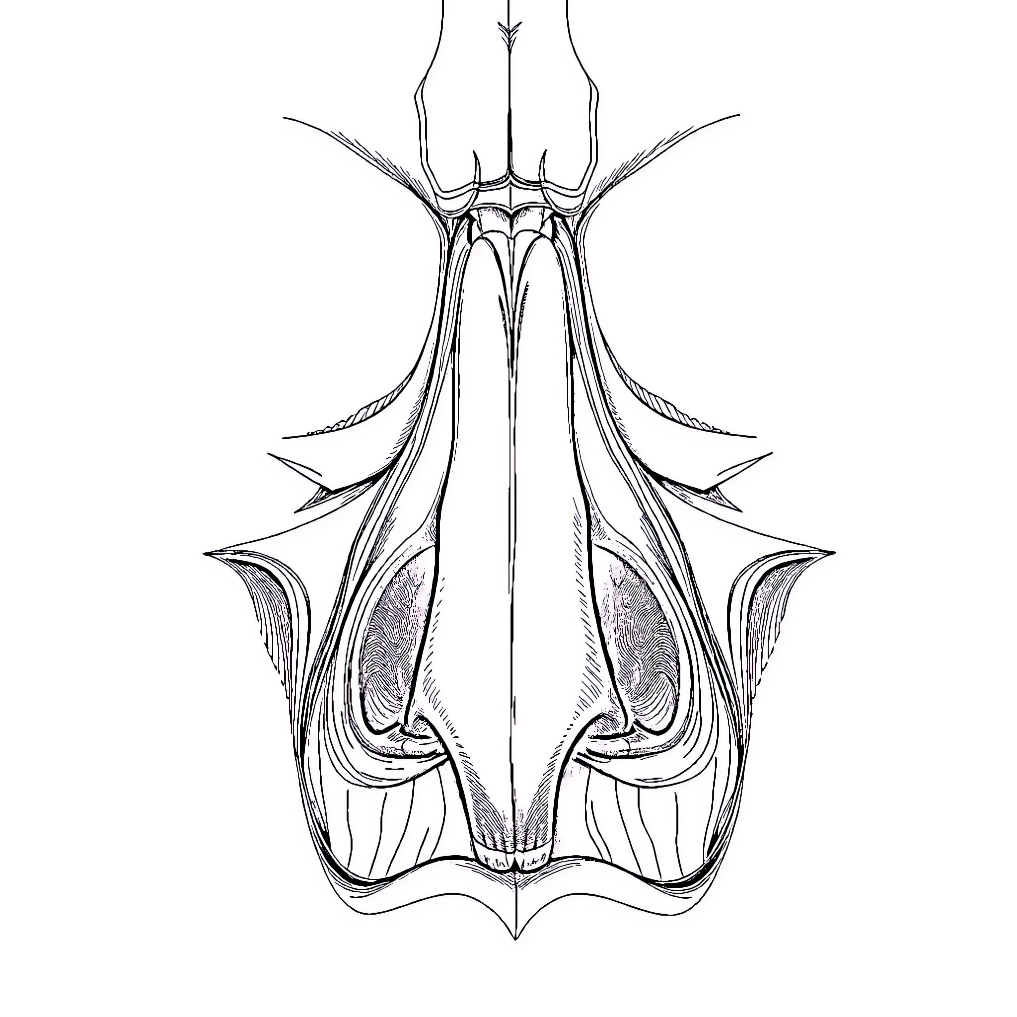 Nasal Cavity Detailed Anatomical Illustration Coloring Page (free black-and-white line drawing printable PDF for all, from beginners to advanced learners, including children, teens, adults, and seniors)