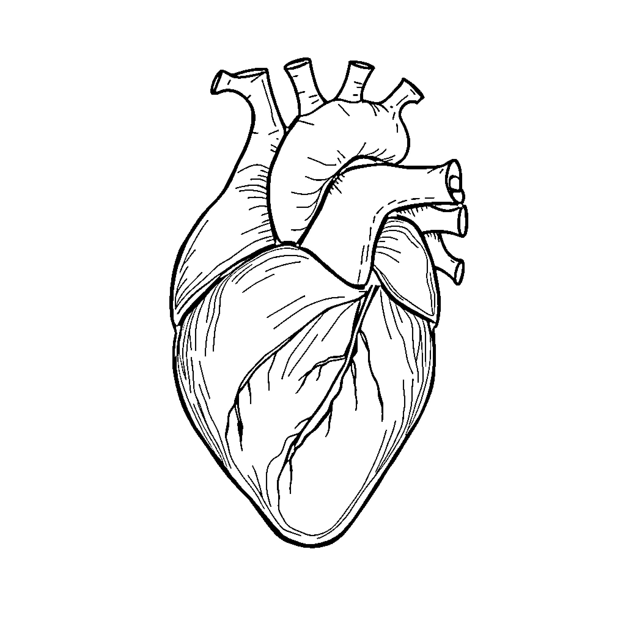 Heart of Resilience: An Anatomical Sketch Coloring Page (free black-and-white line drawing printable PDF for all, from beginners to advanced learners, including children, teens, adults, and seniors)