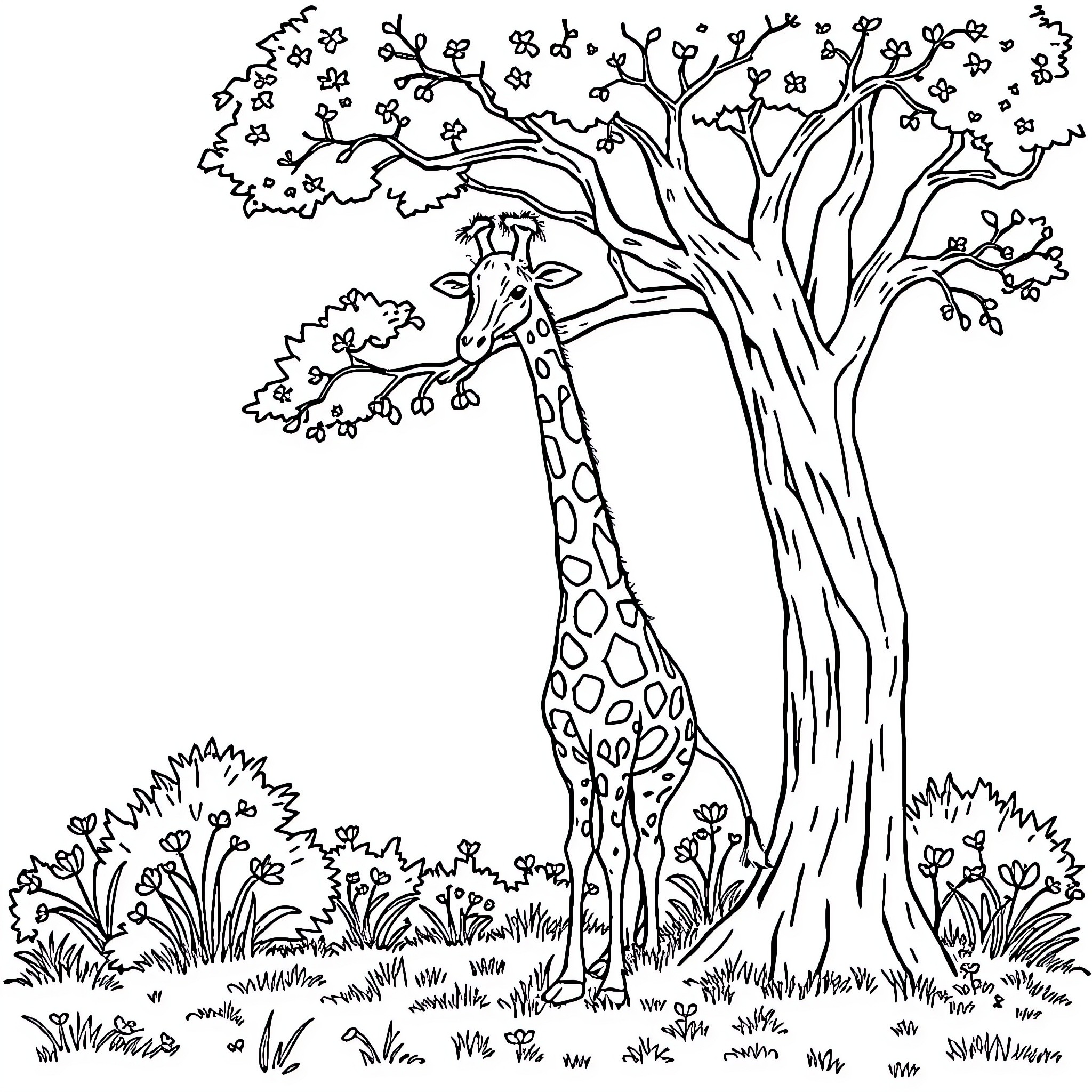 Giraffe standing under a blossoming tree Coloring Page (free black-and-white line drawing printable PDF for all, from beginners to advanced learners, including children, teens, adults, and seniors)