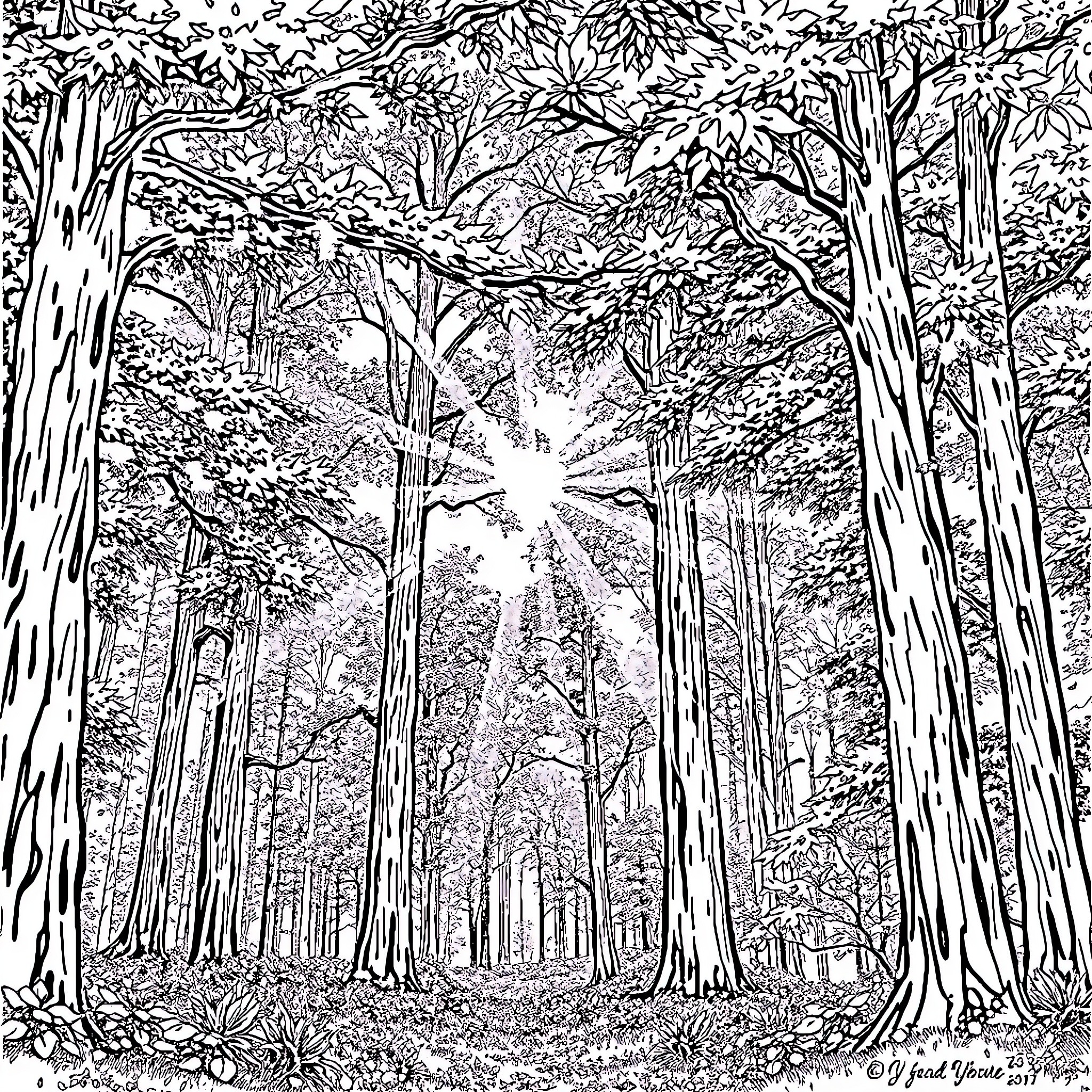 Forest bathed in sunlight through lush foliage Coloring Page (free black-and-white line drawing printable PDF for all, from beginners to advanced learners, including children, teens, adults, and seniors)