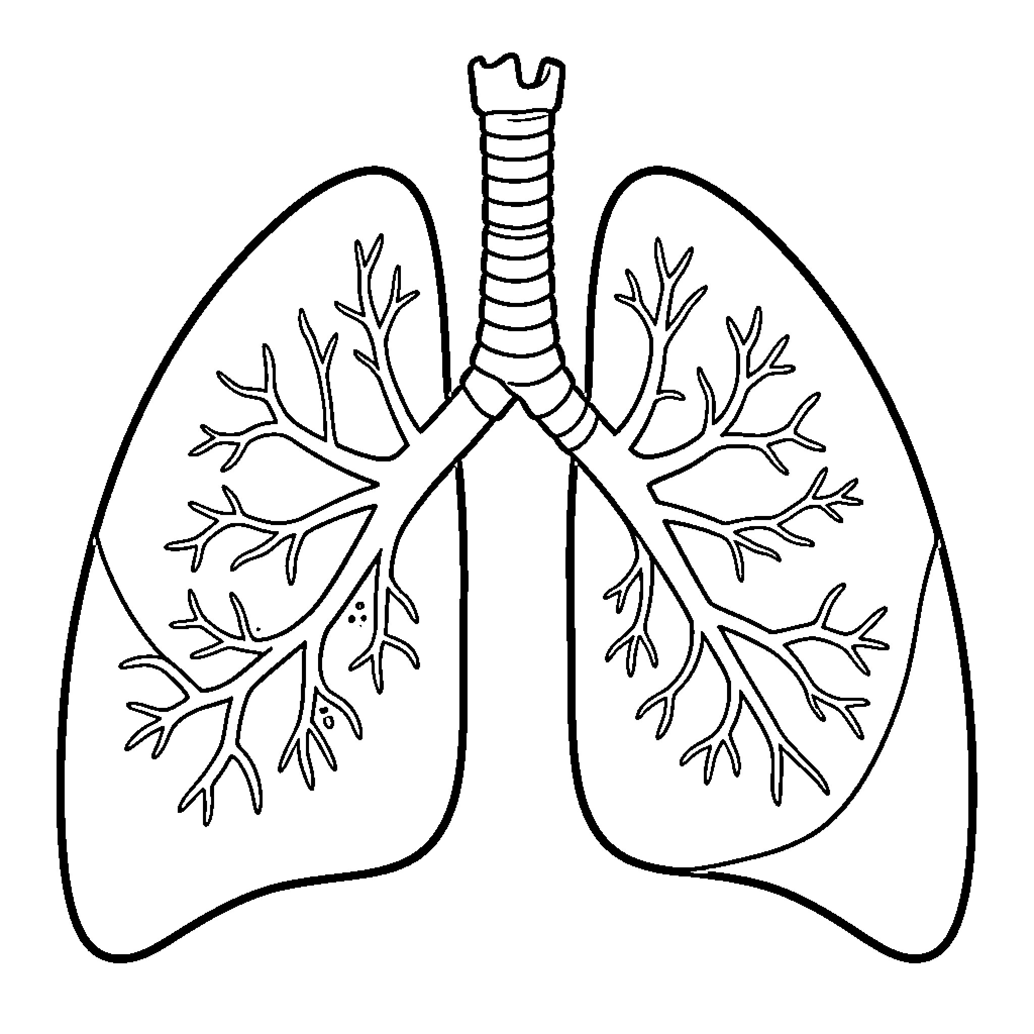 Human Respiratory System diagram showing bronchial tree structures Coloring Page (free black-and-white line drawing printable PDF for all, from beginners to advanced learners, including children, teens, adults, and seniors)