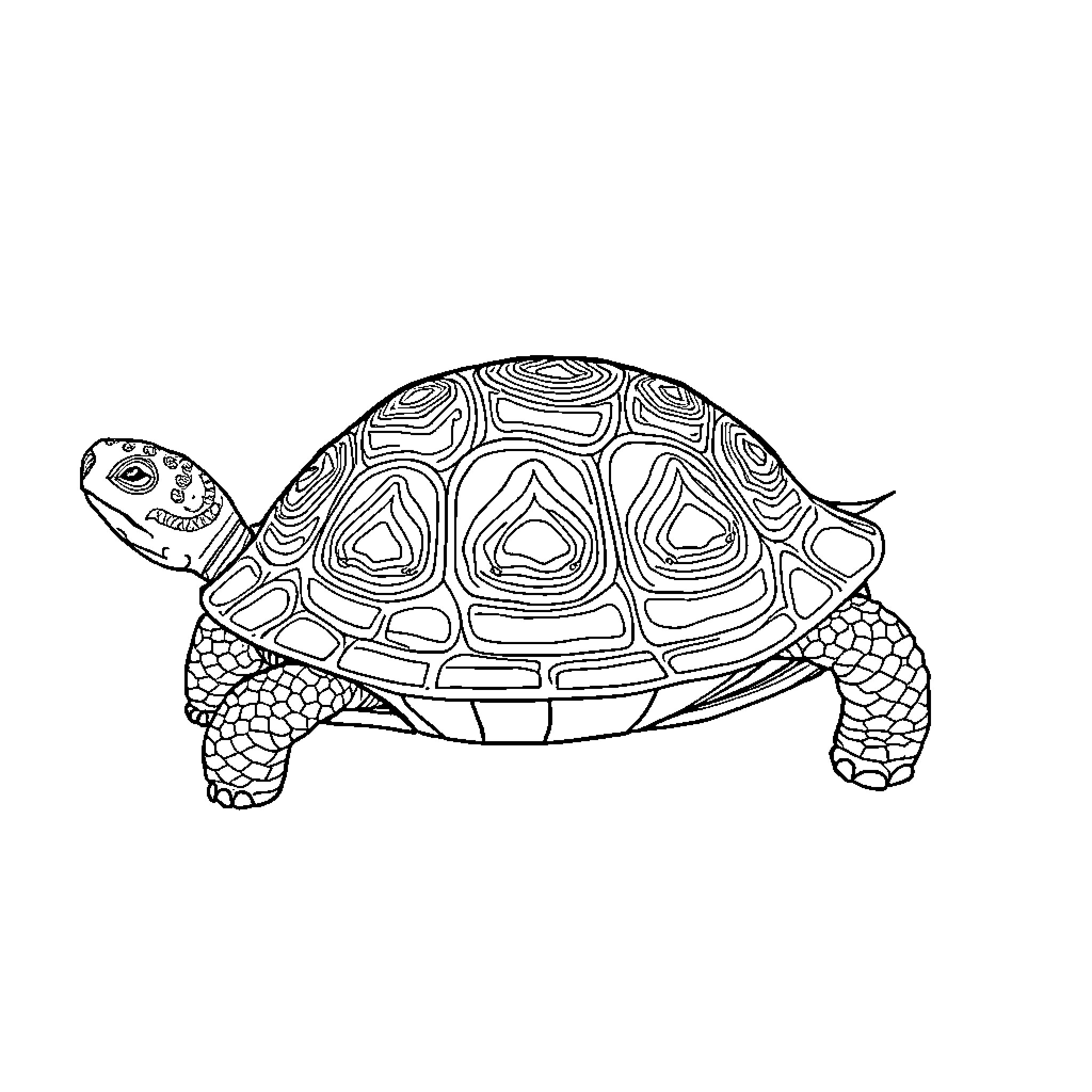Tortoise with intricate shell pattern Coloring Page (free black-and-white line drawing printable PDF for all, from beginners to advanced learners, including children, teens, adults, and seniors)