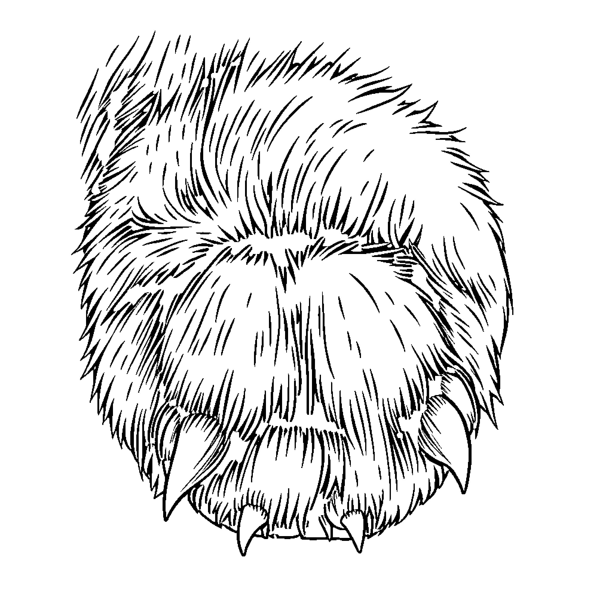 Paw of Fluffy Creature Coloring Page (free black-and-white line drawing printable PDF for all, from beginners to advanced learners, including children, teens, adults, and seniors)