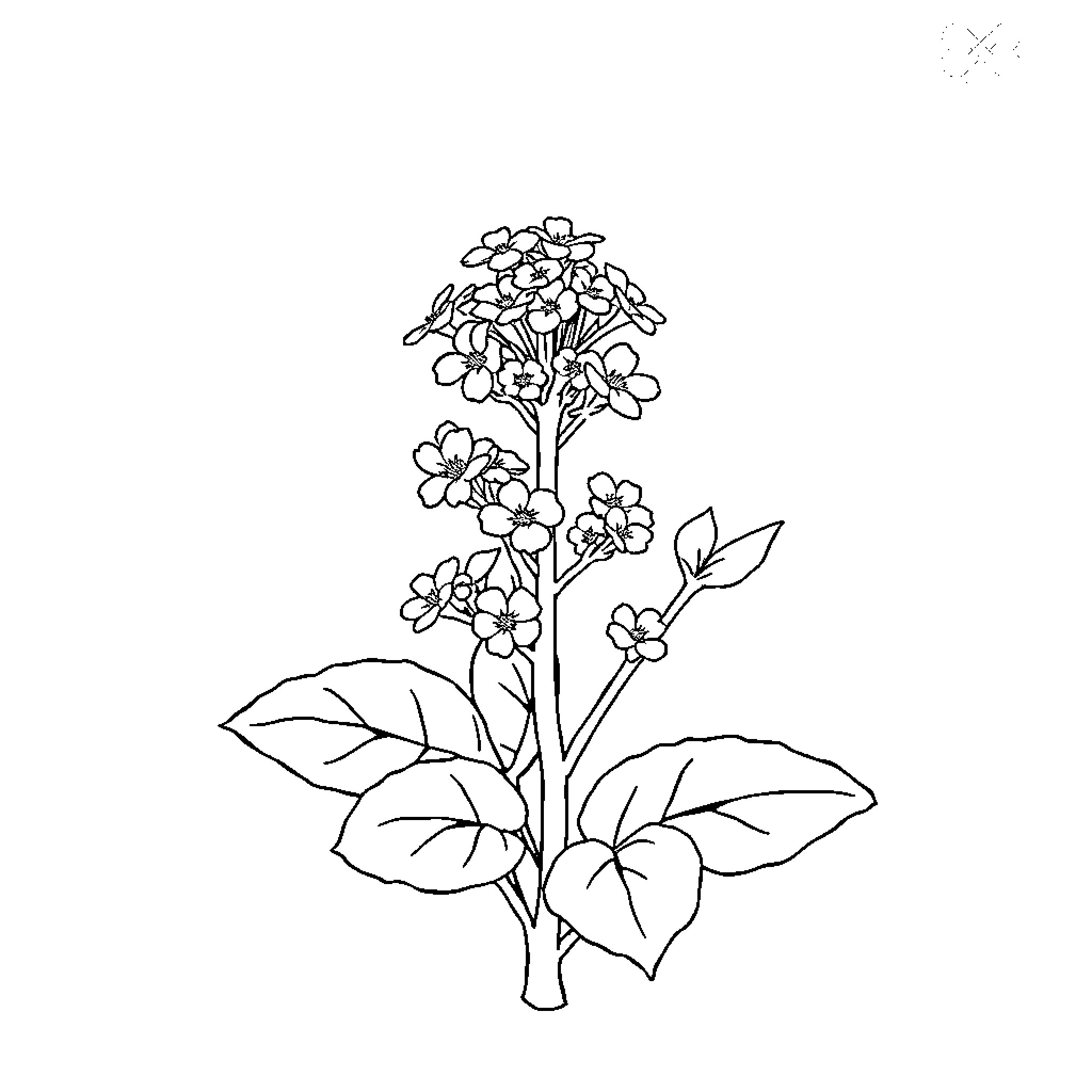 Saxifrage Flowers in Bloom Coloring Page (free black-and-white line drawing printable PDF for all, from beginners to advanced learners, including children, teens, adults, and seniors)