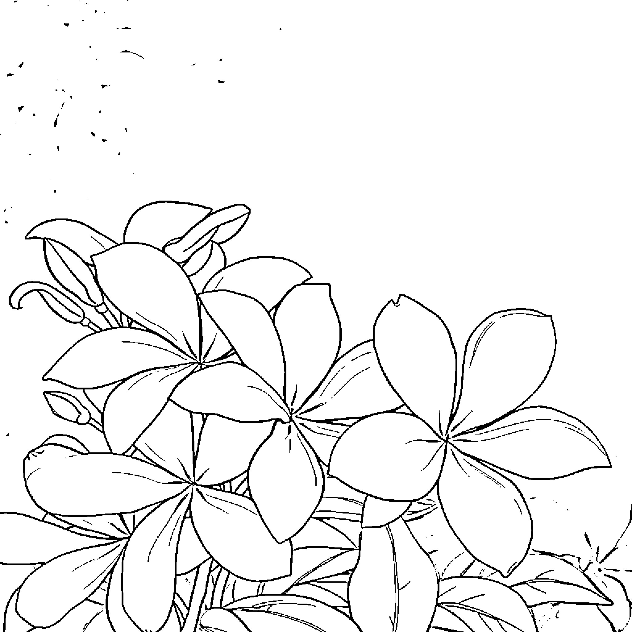 Jasmine's Floral Arrangement Coloring Page (free black-and-white line drawing printable PDF for all, from beginners to advanced learners, including children, teens, adults, and seniors)