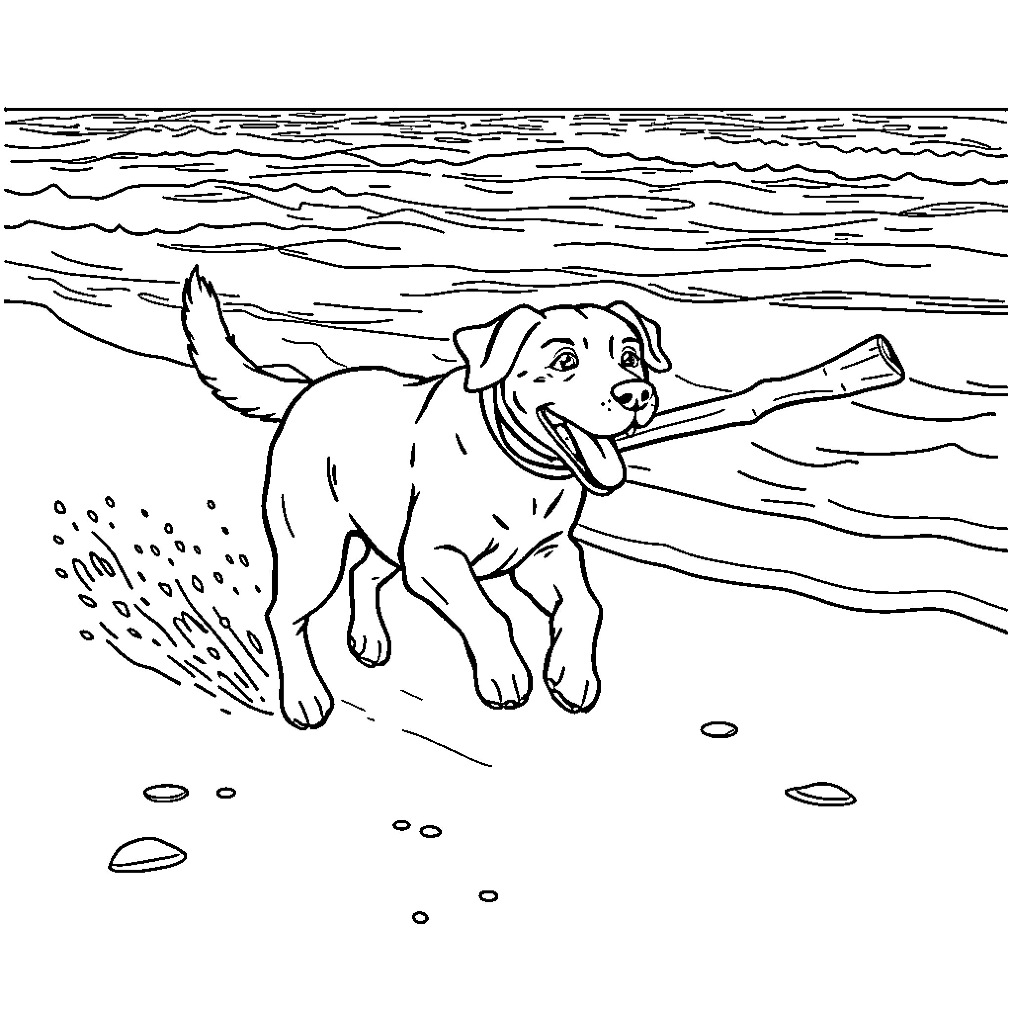 Labrador playing joyfully in the water Coloring Page (free black-and-white line drawing printable PDF for all, from beginners to advanced learners, including children, teens, adults, and seniors)
