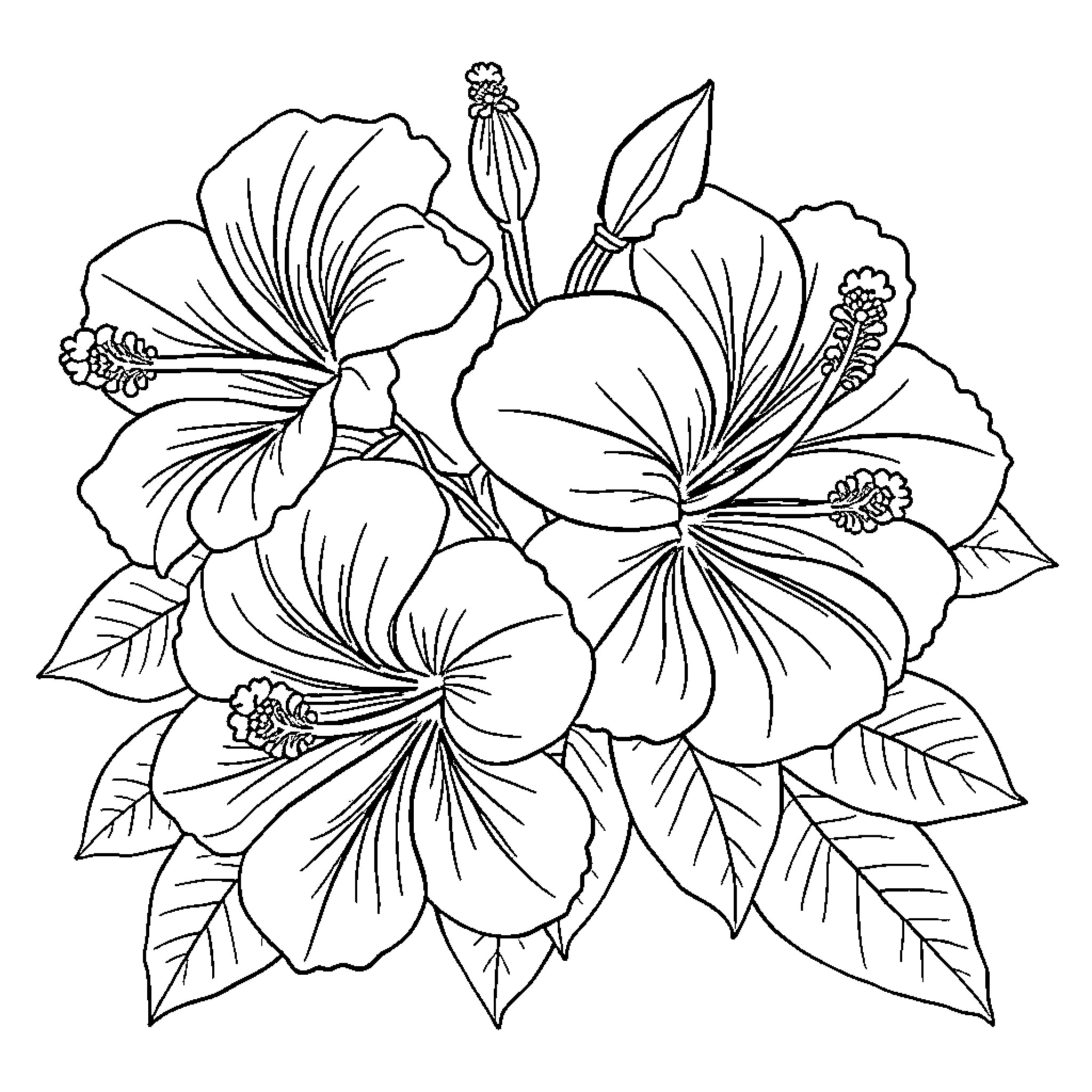 Hibiscus flowers in full bloom Coloring Page (free black-and-white line drawing printable PDF for all, from beginners to advanced learners, including children, teens, adults, and seniors)