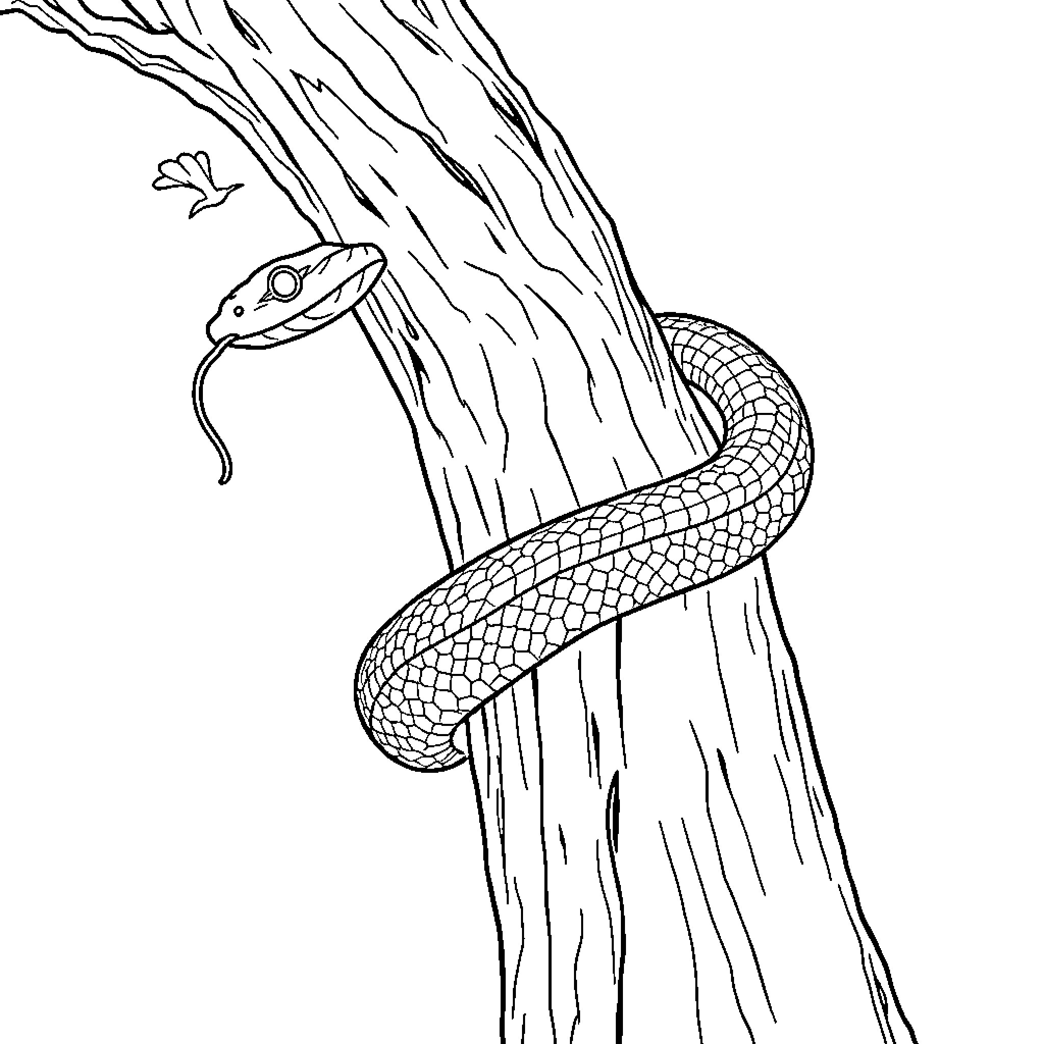 Snake coiled around tree branch Coloring Page (free black-and-white line drawing printable PDF for all, from beginners to advanced learners, including children, teens, adults, and seniors)