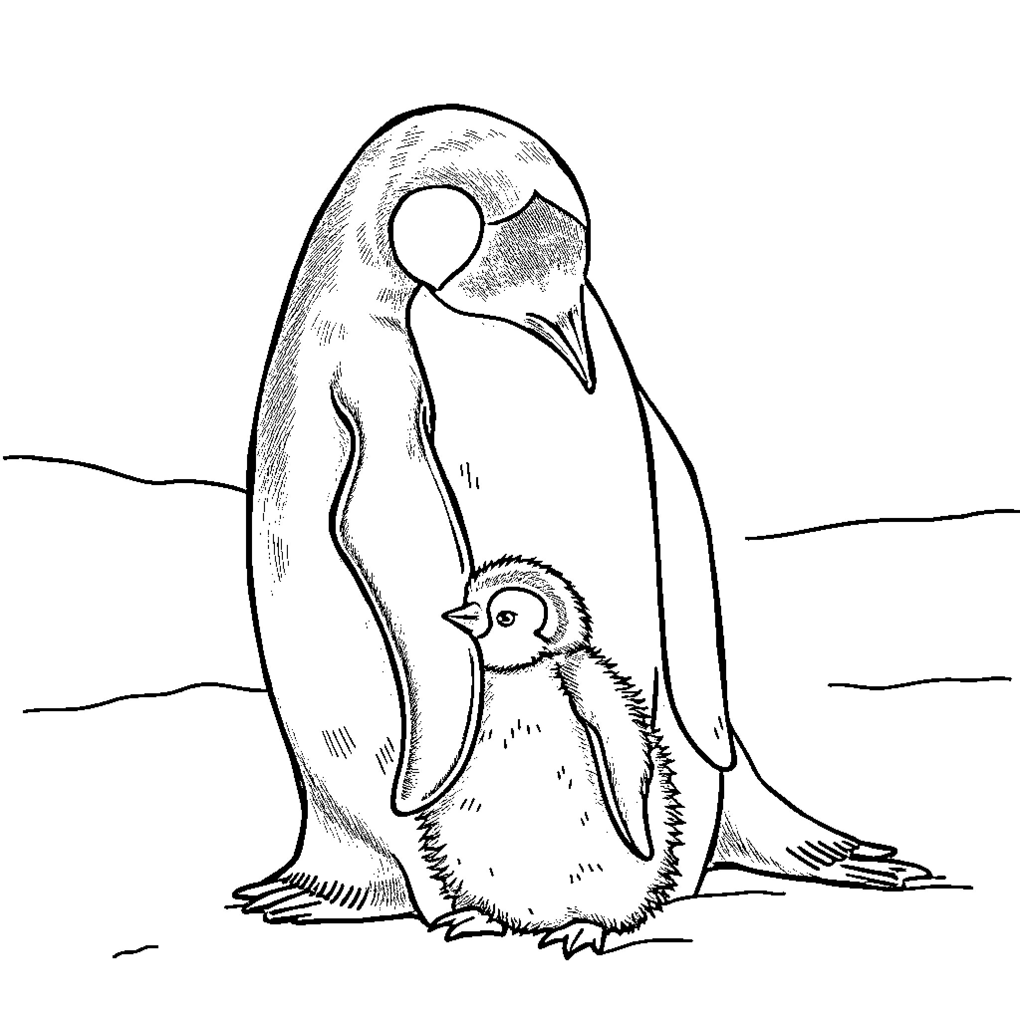Penguin with chick in snowy landscape Coloring Page (free black-and-white line drawing printable PDF for all, from beginners to advanced learners, including children, teens, adults, and seniors)