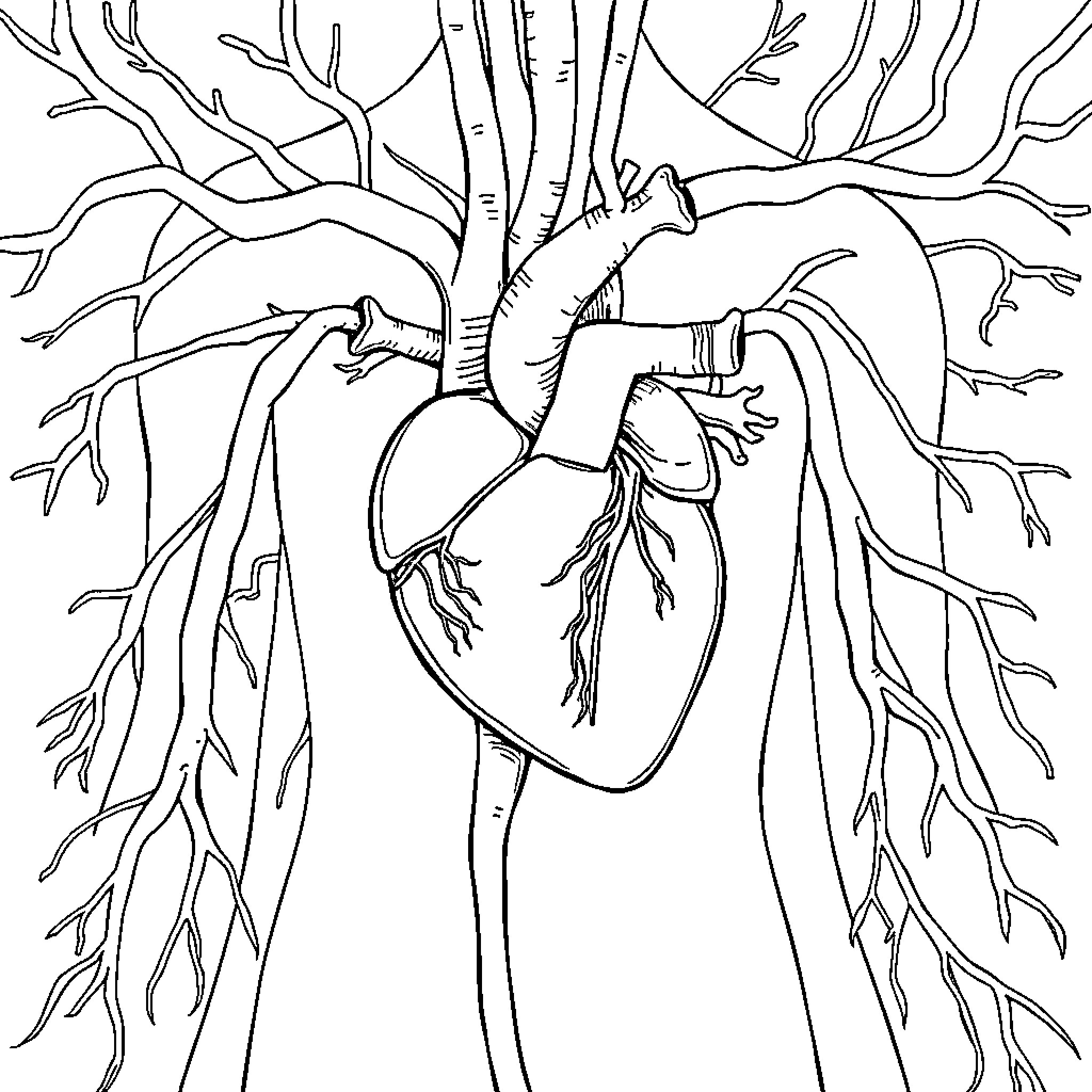 Circulatory System Anatomical Diagram Coloring Page (free black-and-white line drawing printable PDF for all, from beginners to advanced learners, including children, teens, adults, and seniors)