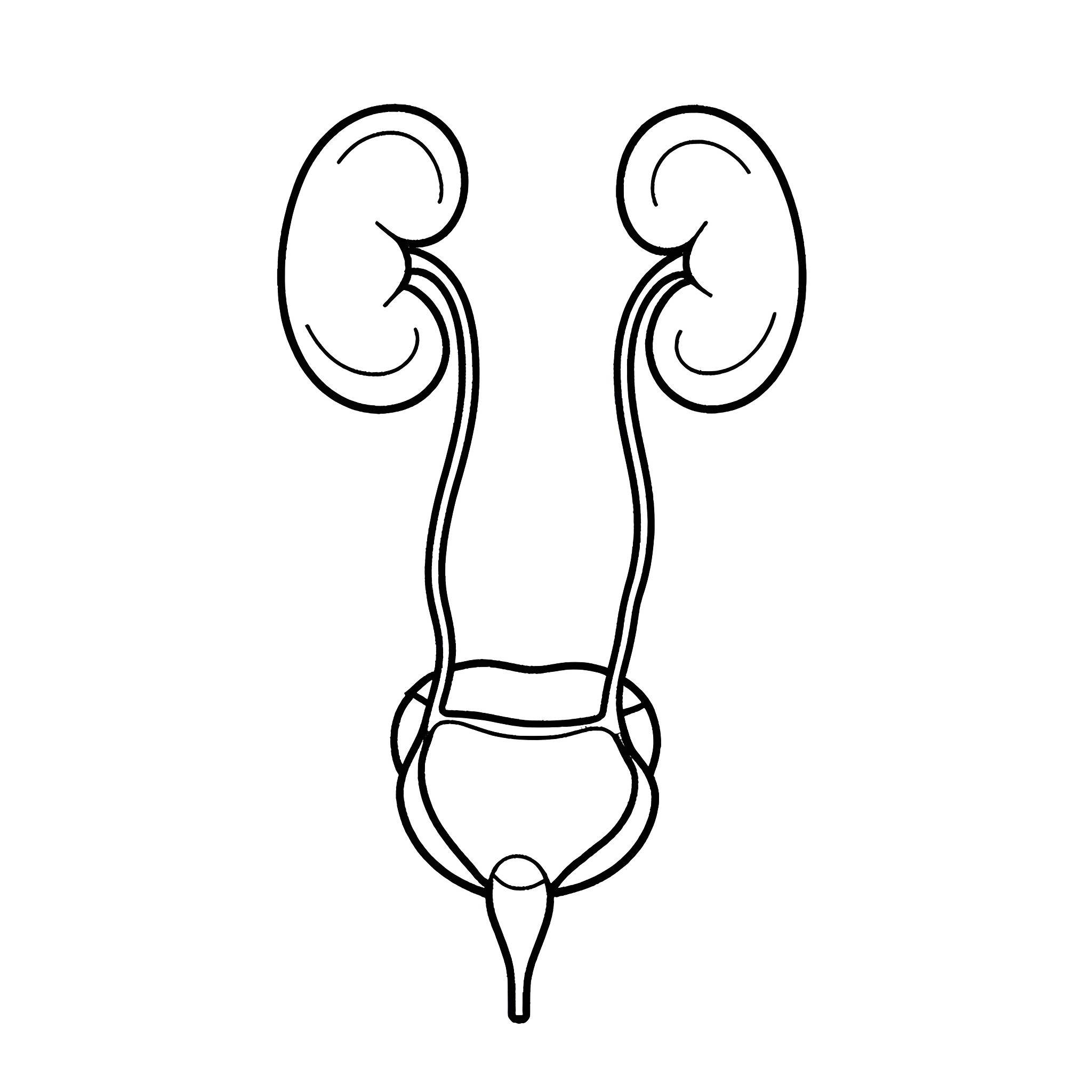 Urinary System Anatomy Illustration Coloring Page (free black-and-white line drawing printable PDF for all, from beginners to advanced learners, including children, teens, adults, and seniors)