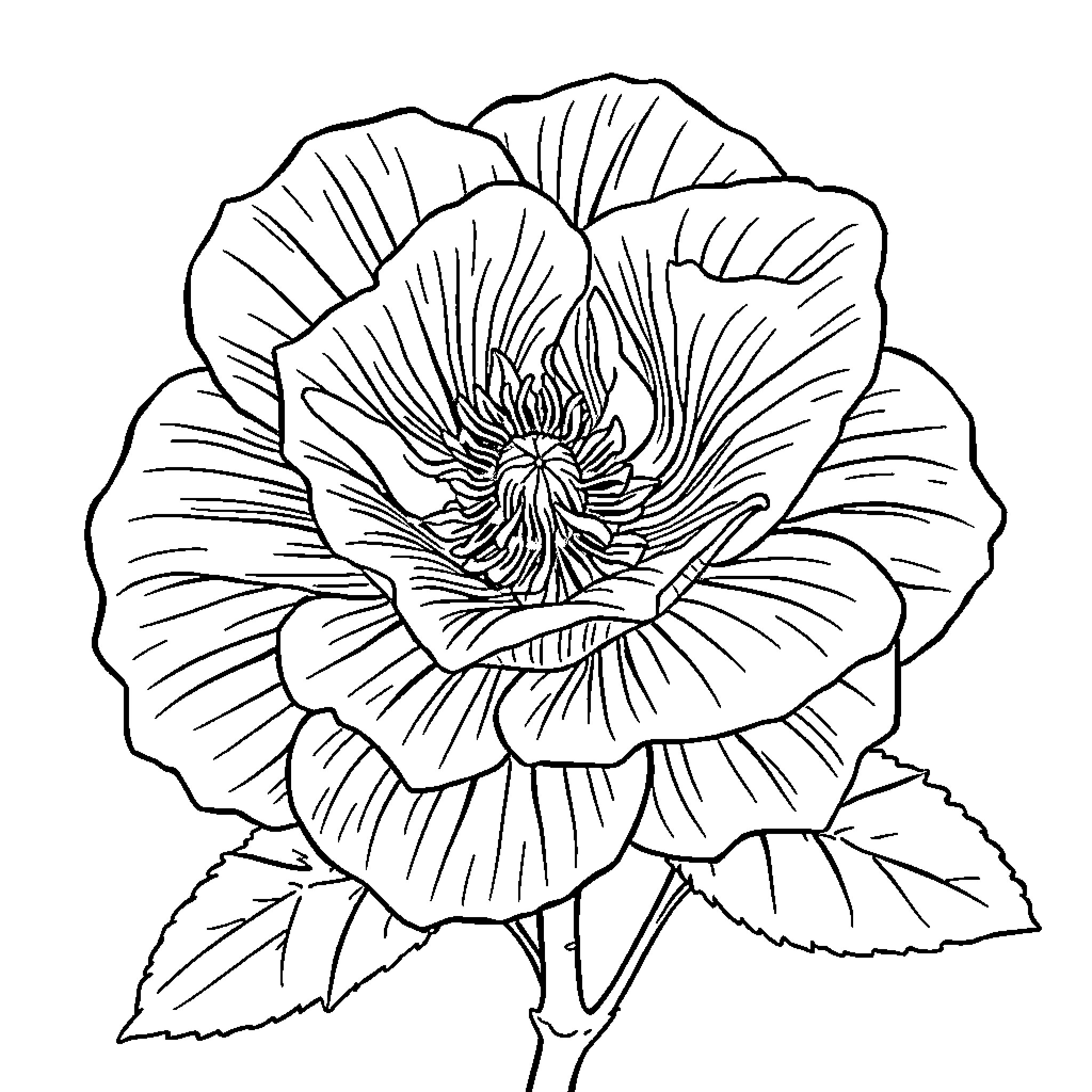 Rose in full bloom with intricate petals Coloring Page (free black-and-white line drawing printable PDF for all, from beginners to advanced learners, including children, teens, adults, and seniors)