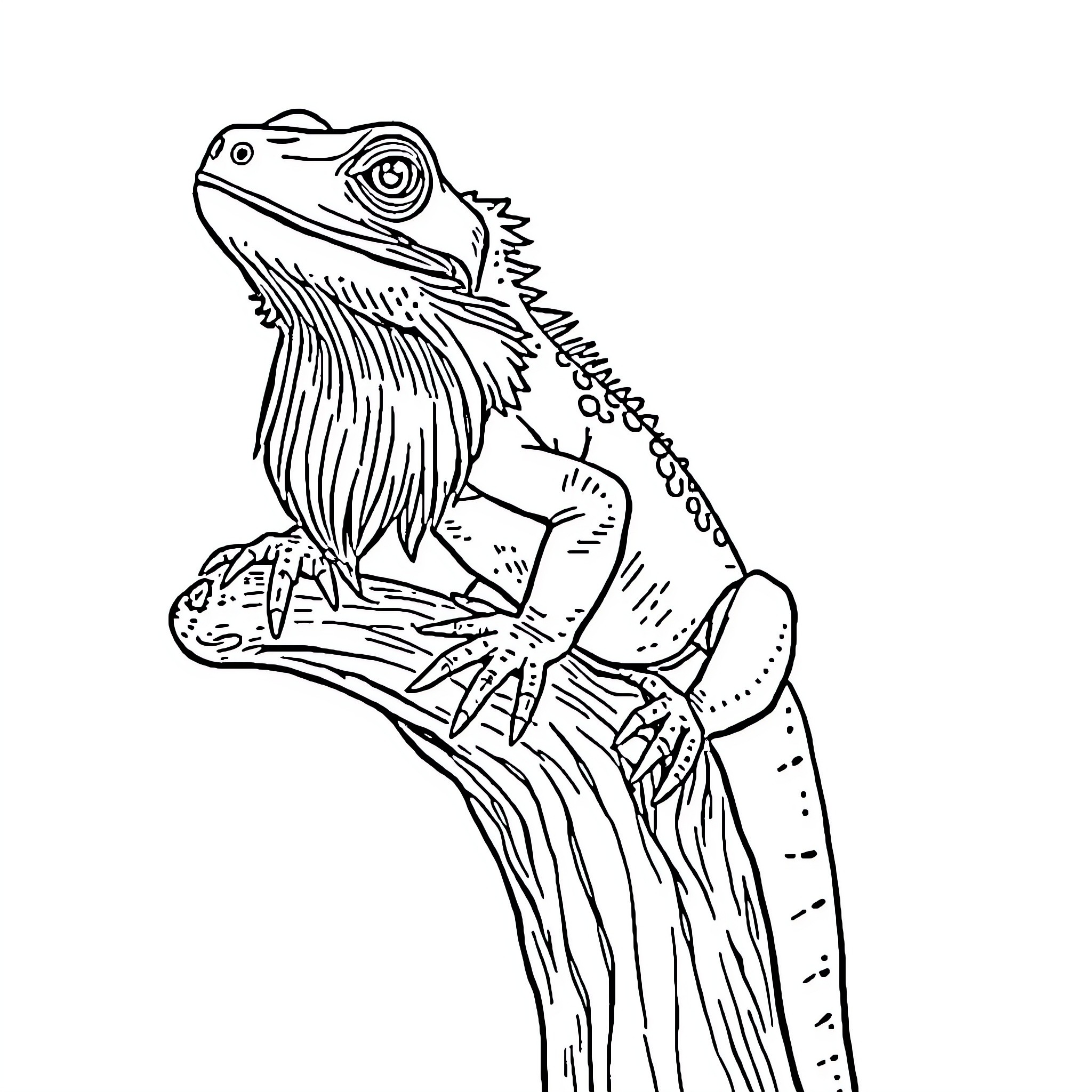 Bearded Dragon Perched on Wooden Branch Coloring Page (free black-and-white line drawing printable PDF for all, from beginners to advanced learners, including children, teens, adults, and seniors)