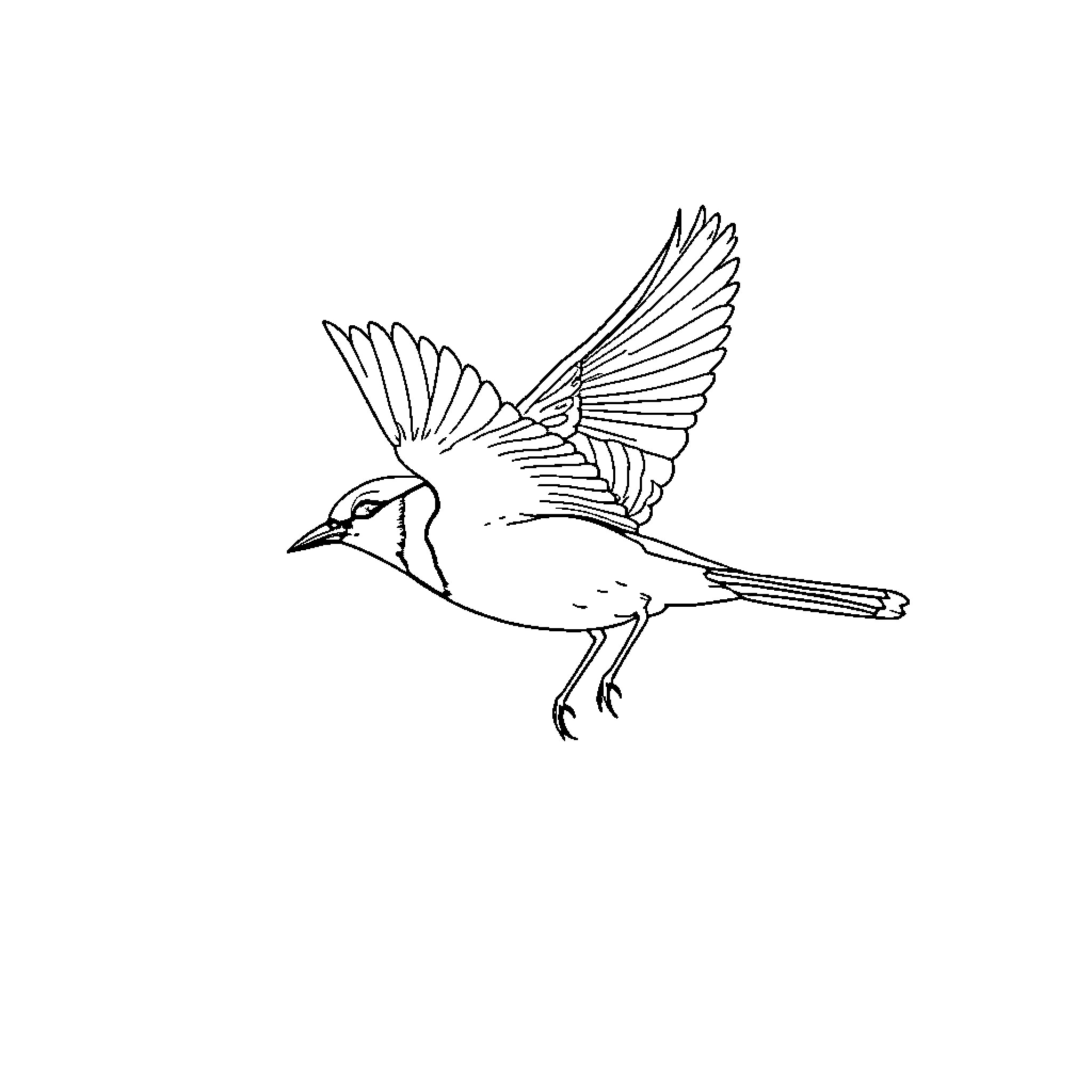 Blue Jay soaring gracefully through the air Coloring Page (free black-and-white line drawing printable PDF for all, from beginners to advanced learners, including children, teens, adults, and seniors)