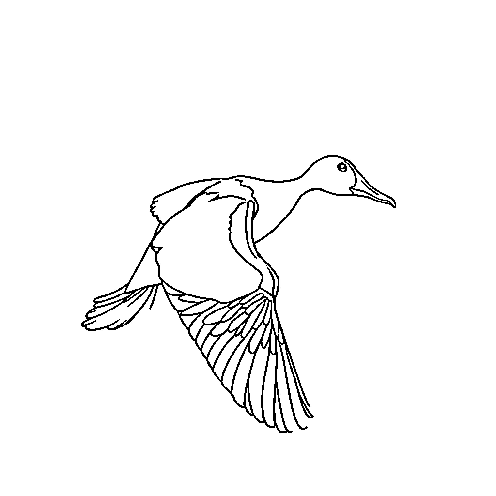 Duck soaring gracefully in the sky Coloring Page (free black-and-white line drawing printable PDF for all, from beginners to advanced learners, including children, teens, adults, and seniors)